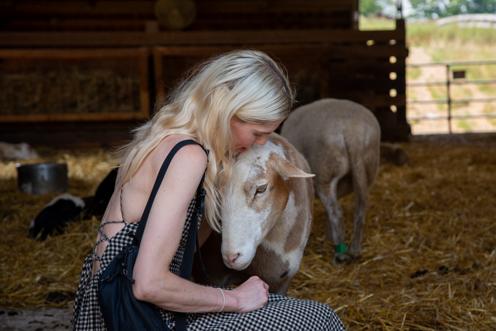 Guests hugs rescued sheep in barn at Farm Sanctuary