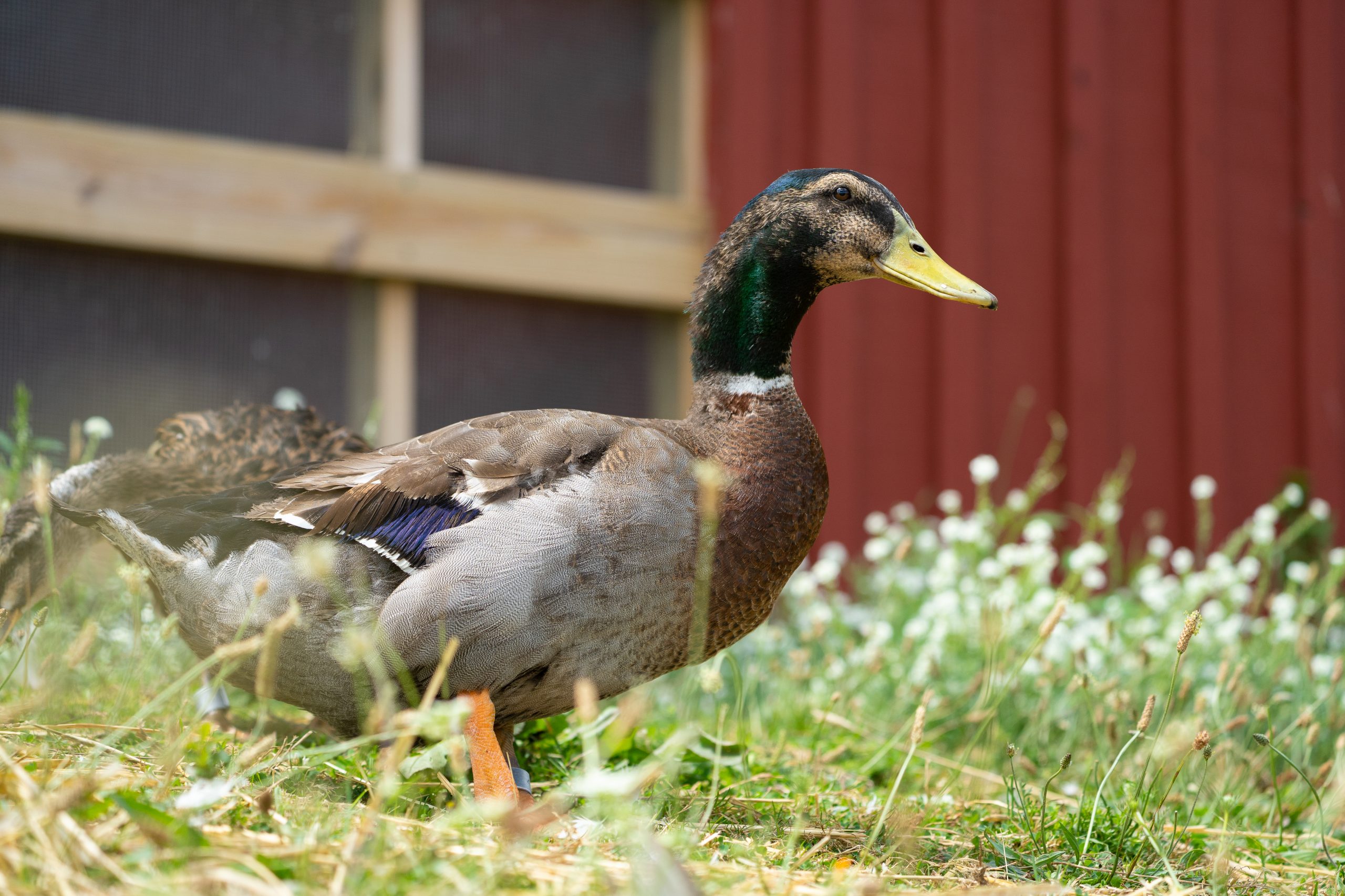 Milo duck