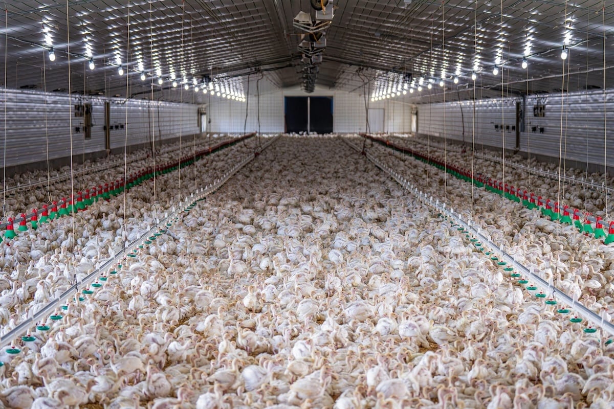 Chickens on a crowded factory farm Chickens on a crowded factory farm