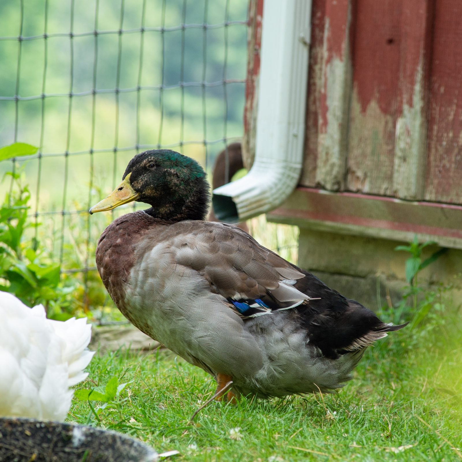 Milo duck
