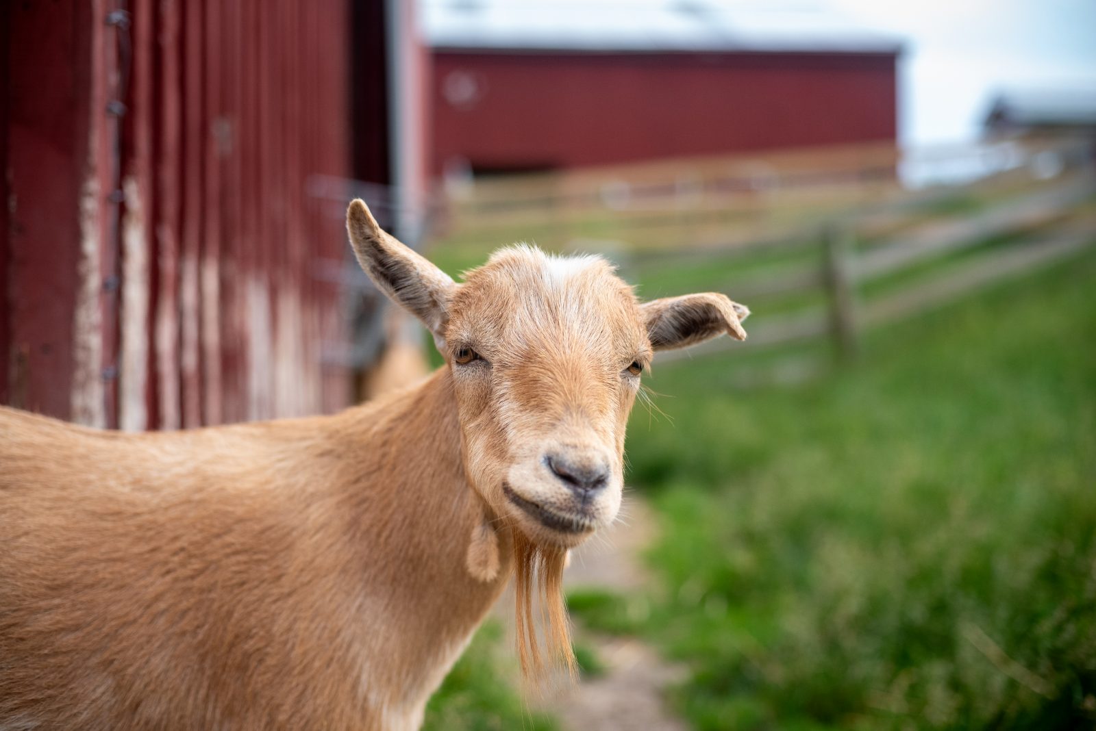 Rescued goat Hercules in pasture in front of red barns and fence at Farm Sanctuary