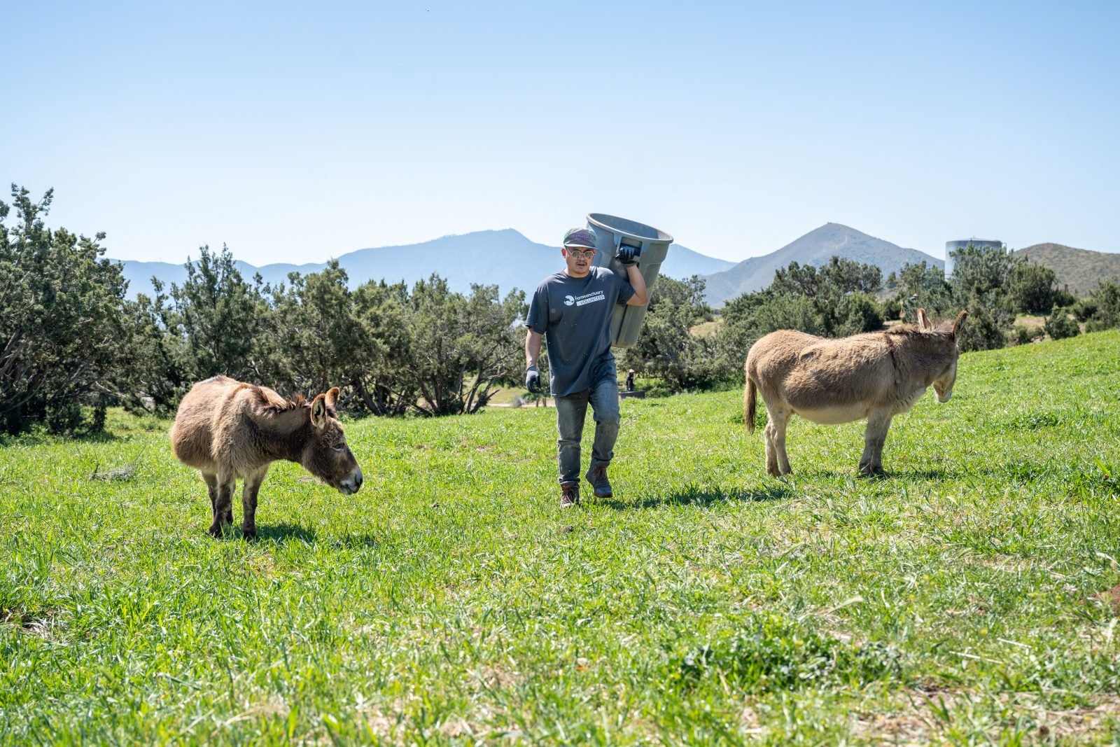 Farm Sanctuary volunteer carries bin as he walks with two rescued donkeys in pasture