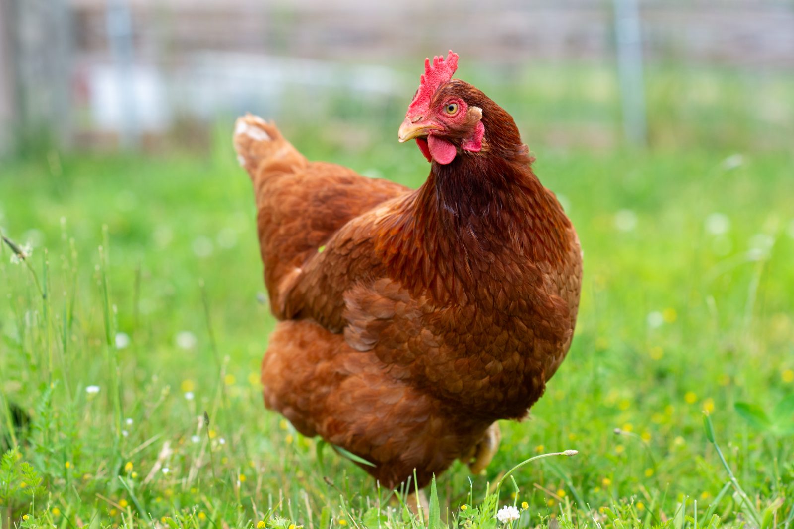 Rescued hen Phoenix in grass at Farm Sanctuary NY