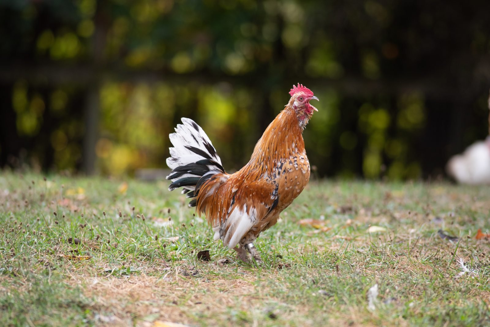 Rescued rooster Martin crows in pasture at Farm Sanctuary NY