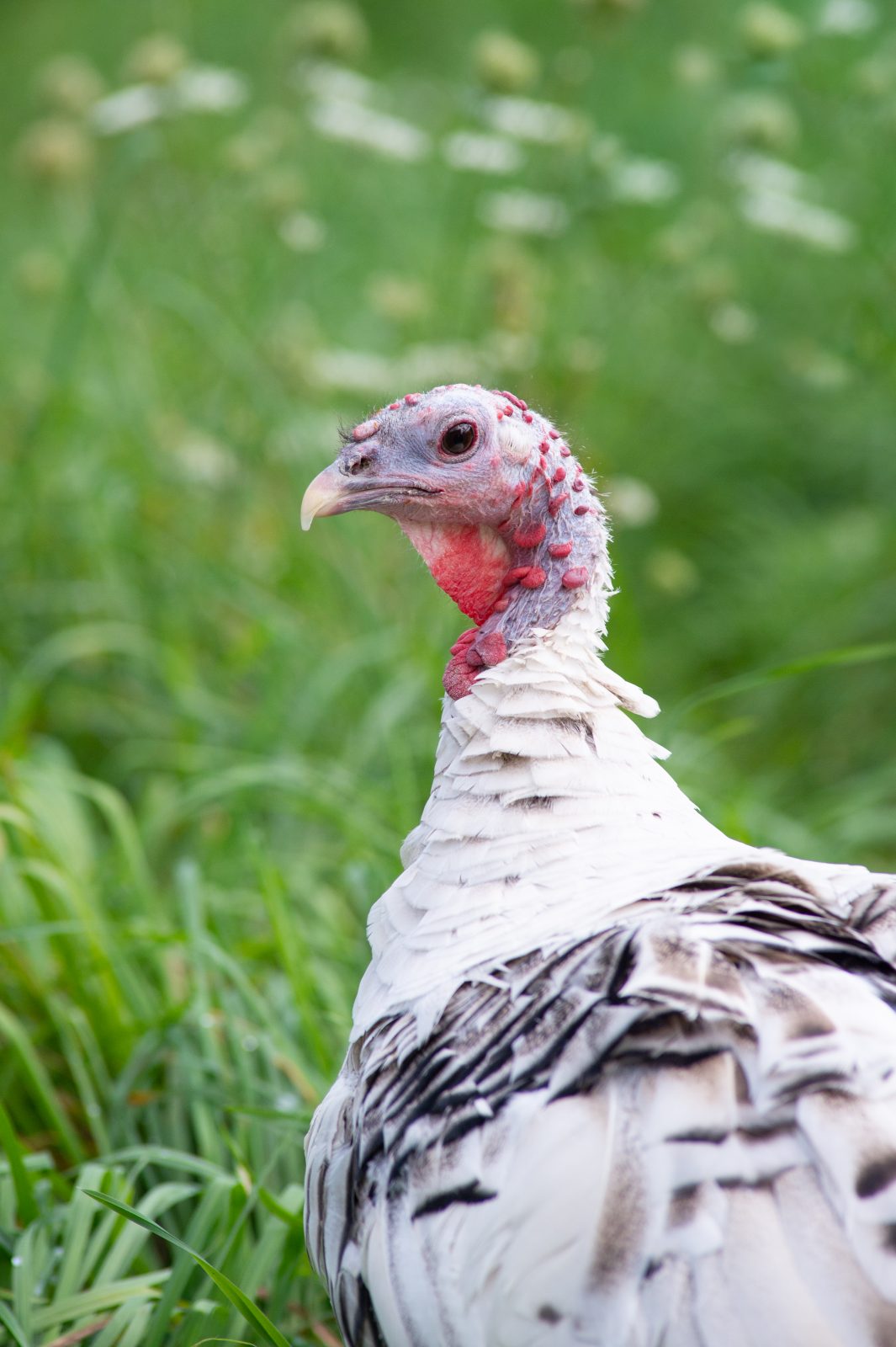 Rescued turkey Lizzie stands in green pasture at Farm Sanctuary NY