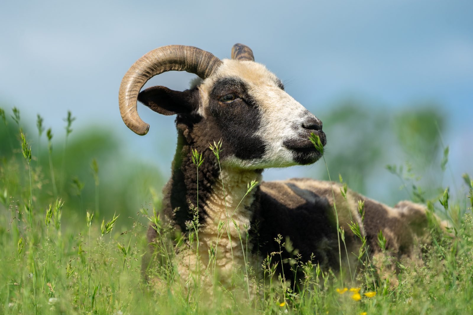 Rescued sheep Sarah lies in grass pasture under blue sky at Farm Sanctuary NY