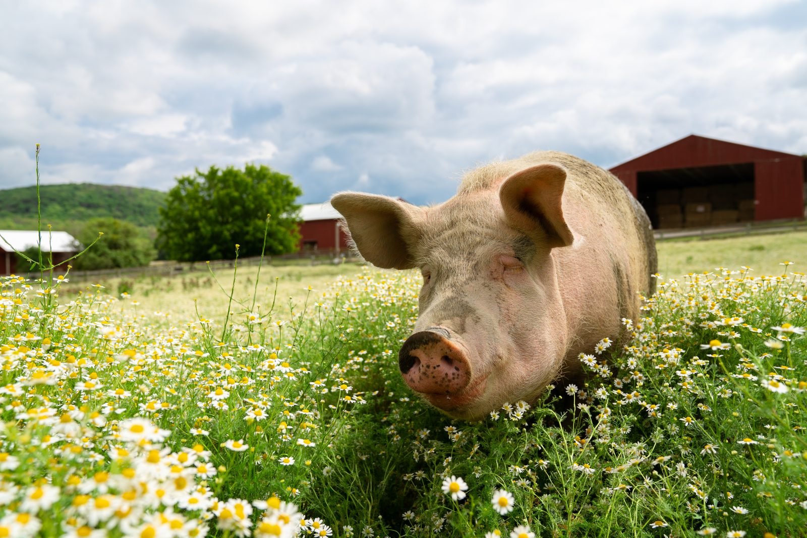 Rescued pig Jenny walks in pasture in front of red barn at Farm Sanctuary NY