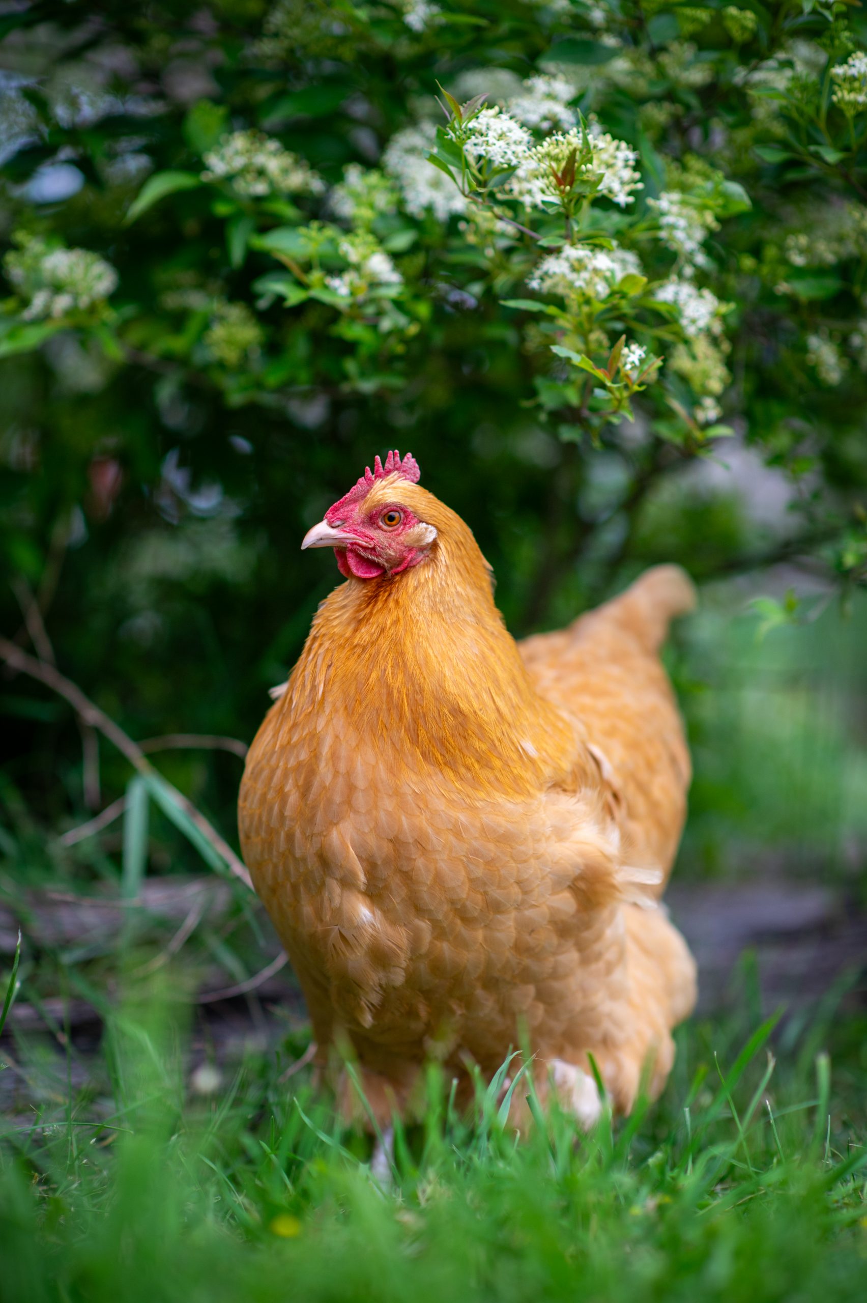 Rescued chicken stands under green, blooming trees at Farm Sanctuary NY