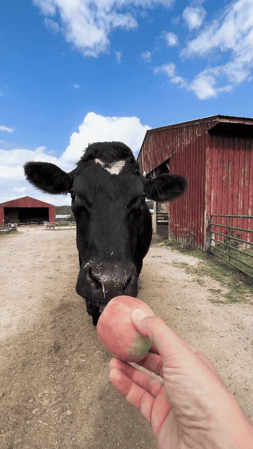 Rescued steer Westley eats an apple in front of red barns at Farm Sanctuary