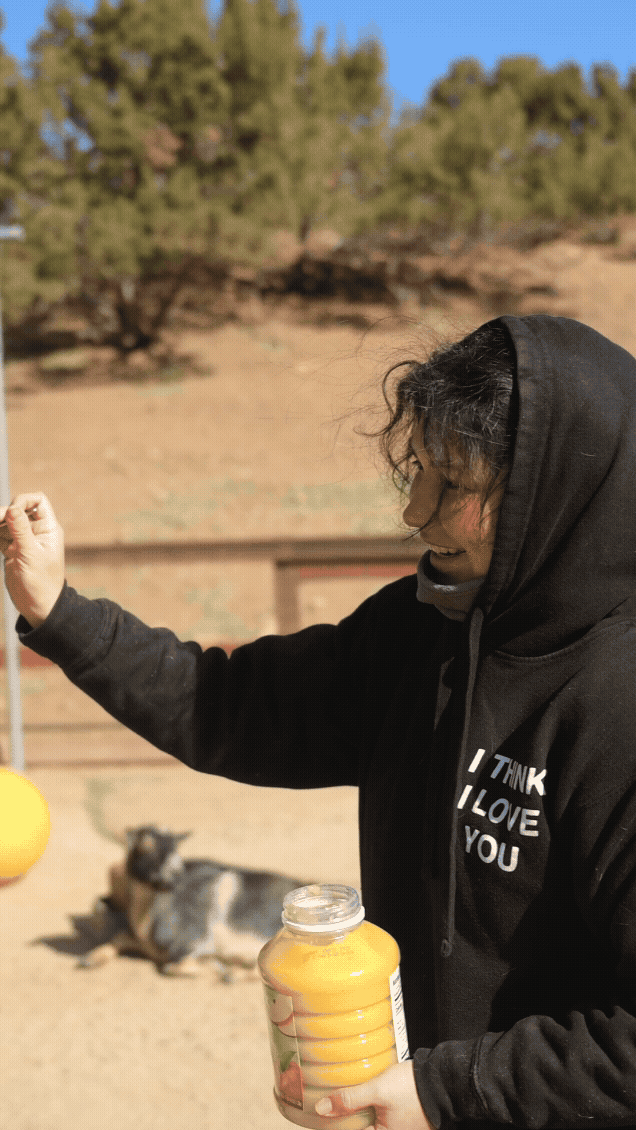 Farm Sanctuary caregiver spoon-feeds applesauce to rescued goat Cali