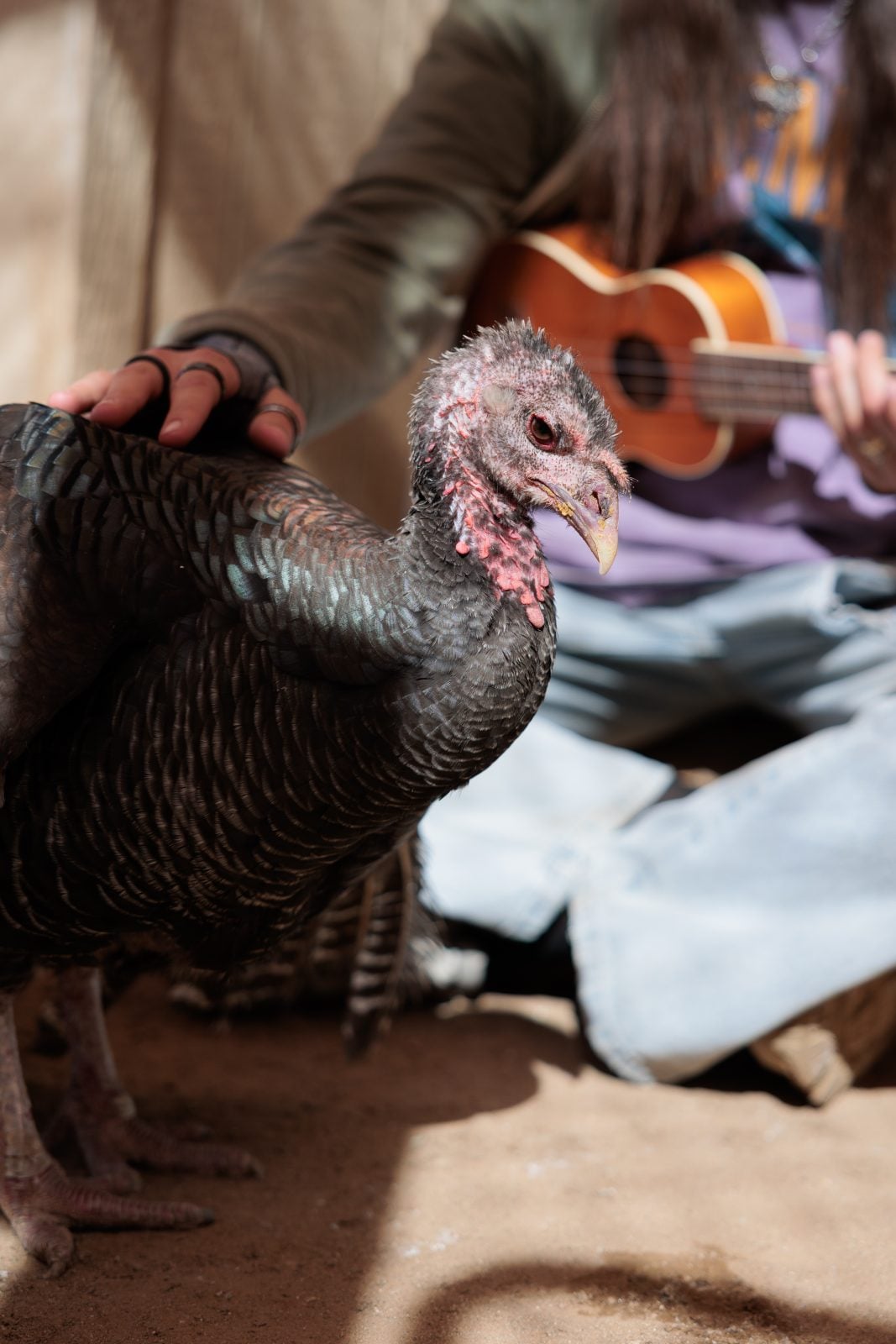 Person sits holding ukulele while petting rescue turkey Thelma at Farm Sanctuary