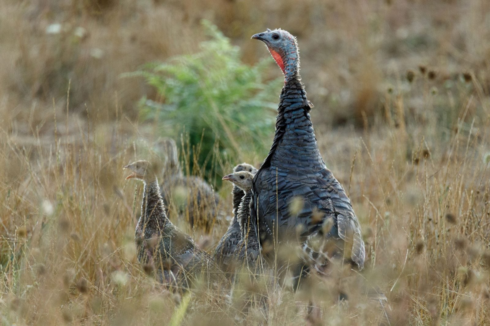 Mother turkey stands in field with four poults