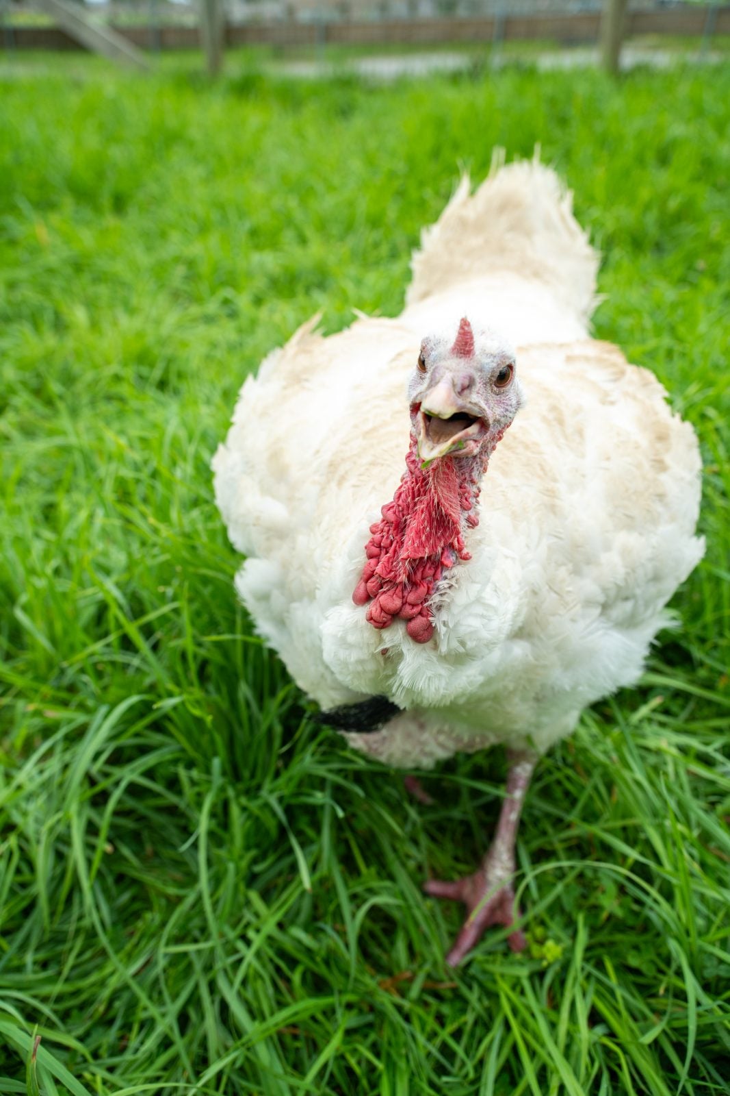 Rescue turkey Tutu runs at camera in pasture
