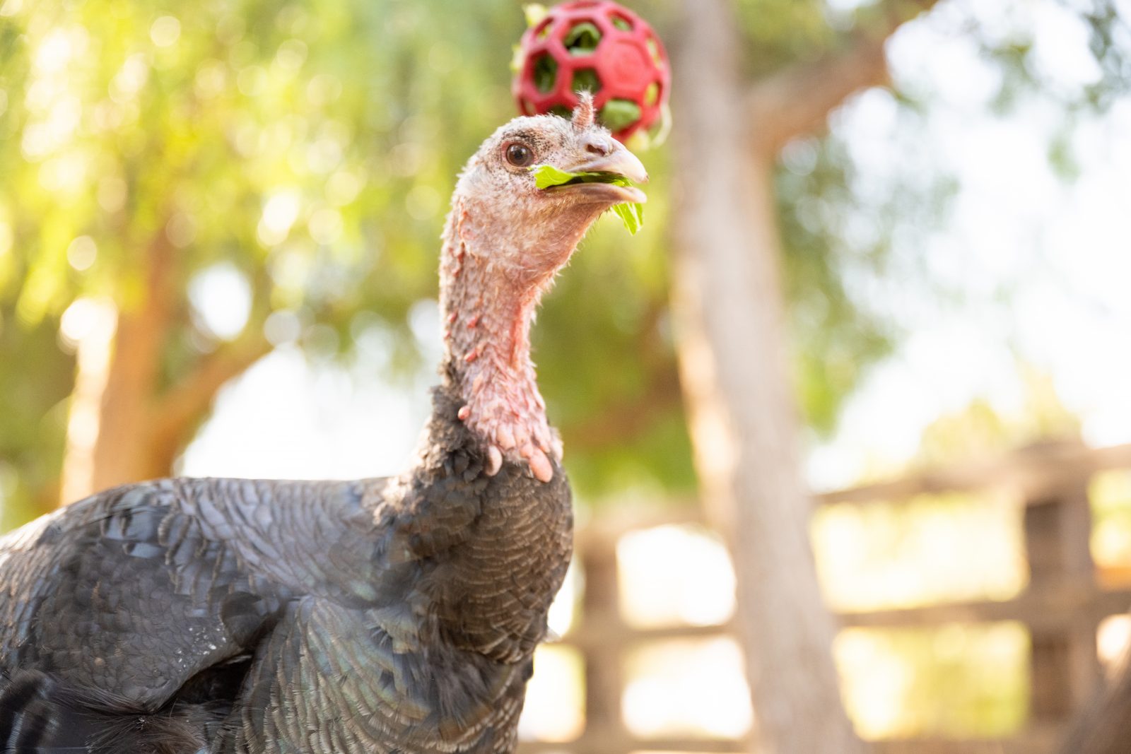 Rescued turkey Thelma eats lettuce from a hanging enrichment ball at Farm Sanctuary