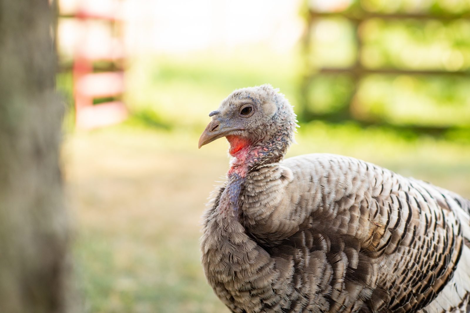 Rescued turkey Julie in pasture at Farm Sanctuary
