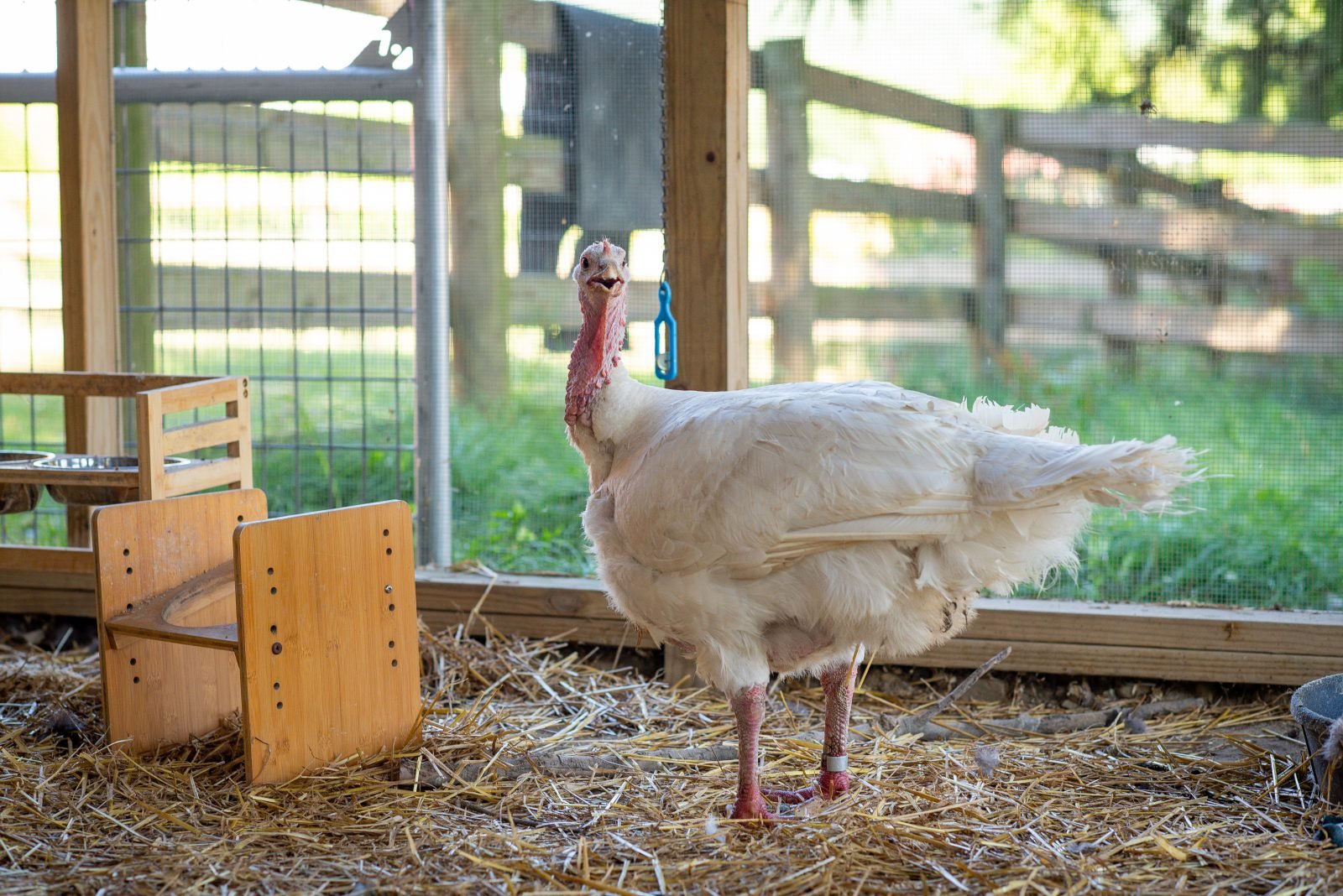 Rescued turkey Tutu in barn at Farm Sanctuary