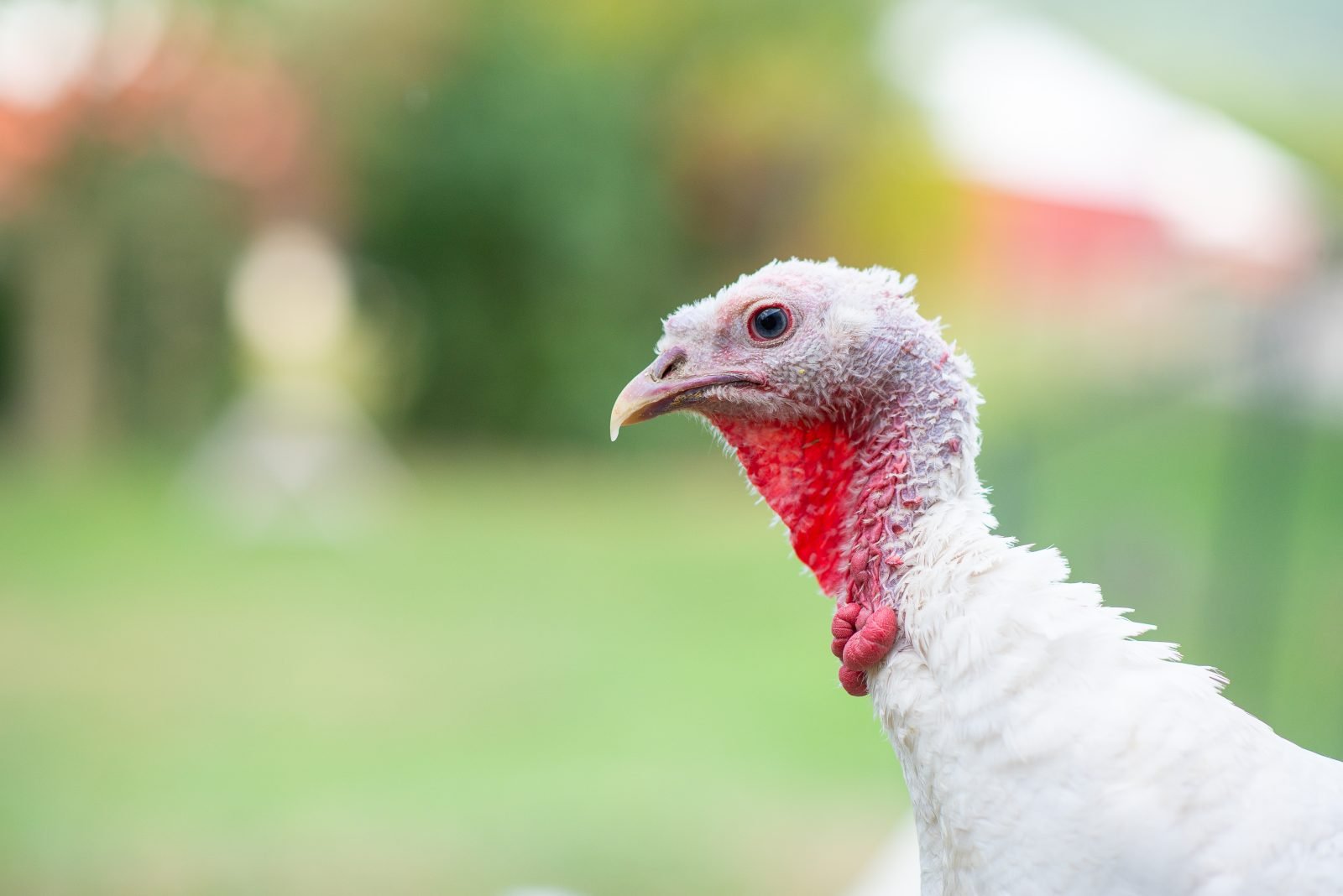 Rescued turkey Zuzu in pasture at Farm Sanctuary