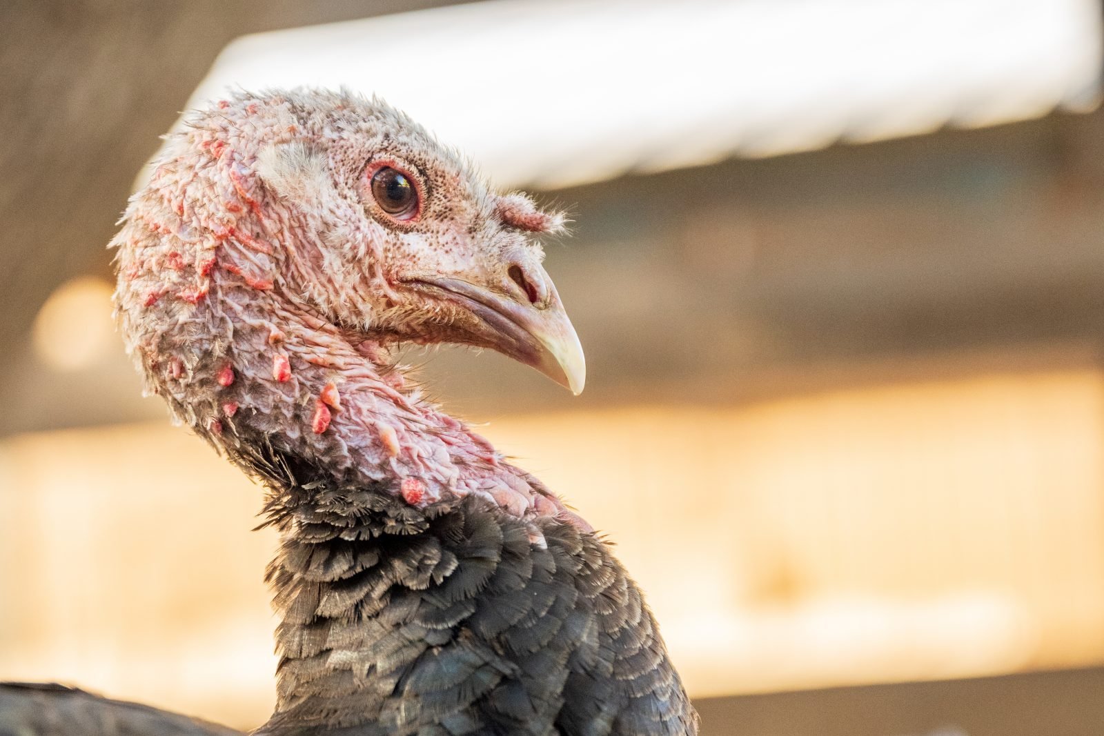 Profile of rescued turkey Thelma in front of barn at Farm Sanctuary