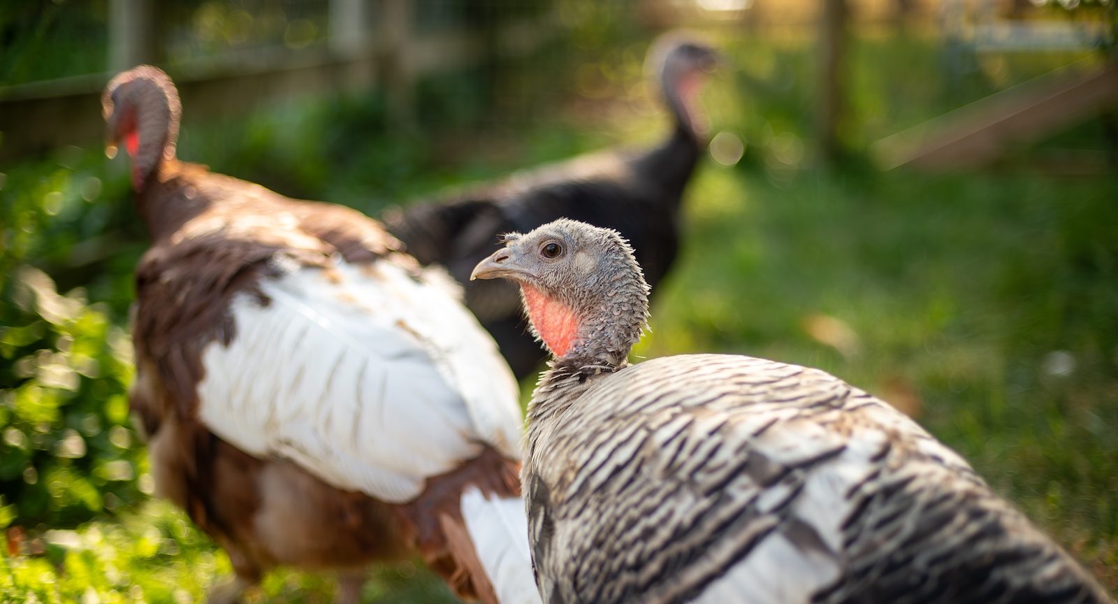 Adopt a Turkey's Julie Turkey