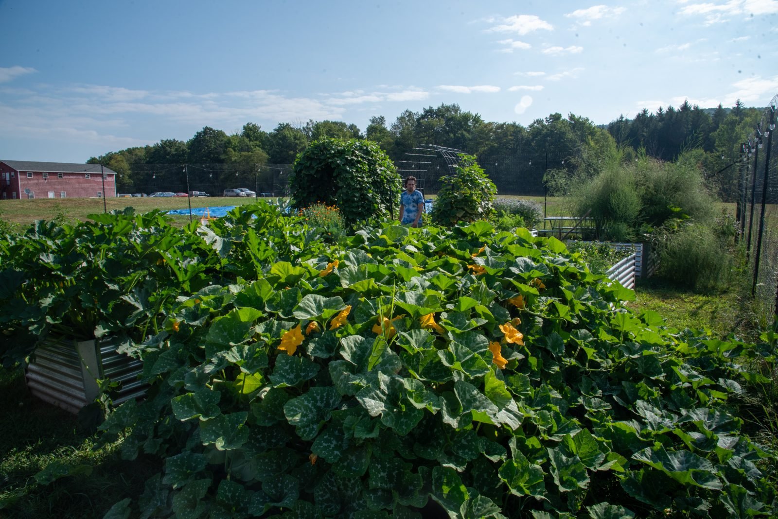Farm Sanctuary staff member Elijah Swertfeger walks in our onsite New York produce garden Farm Sanctuary staff member Elijah Swertfeger walks in our onsite New York produce garden