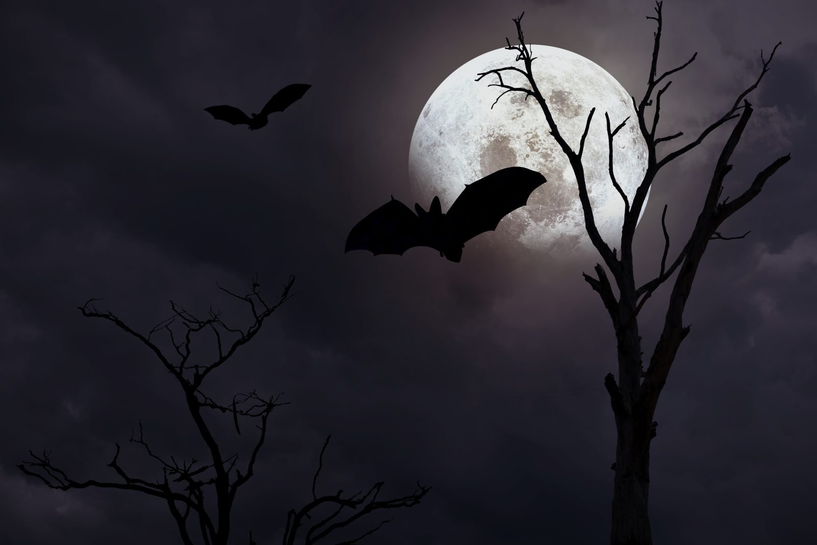 Bat Bash