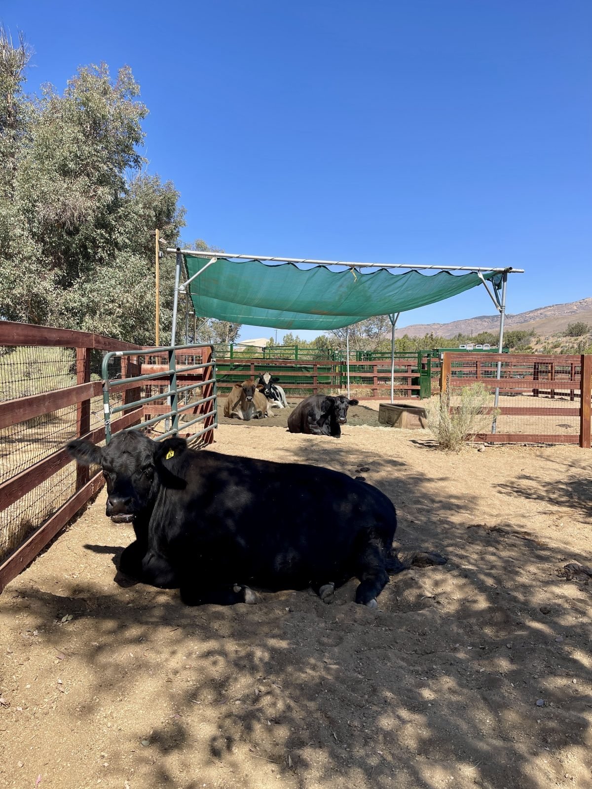 Rescued steer Oscar enjoys the shade under a green awning at Farm Sanctuary CA