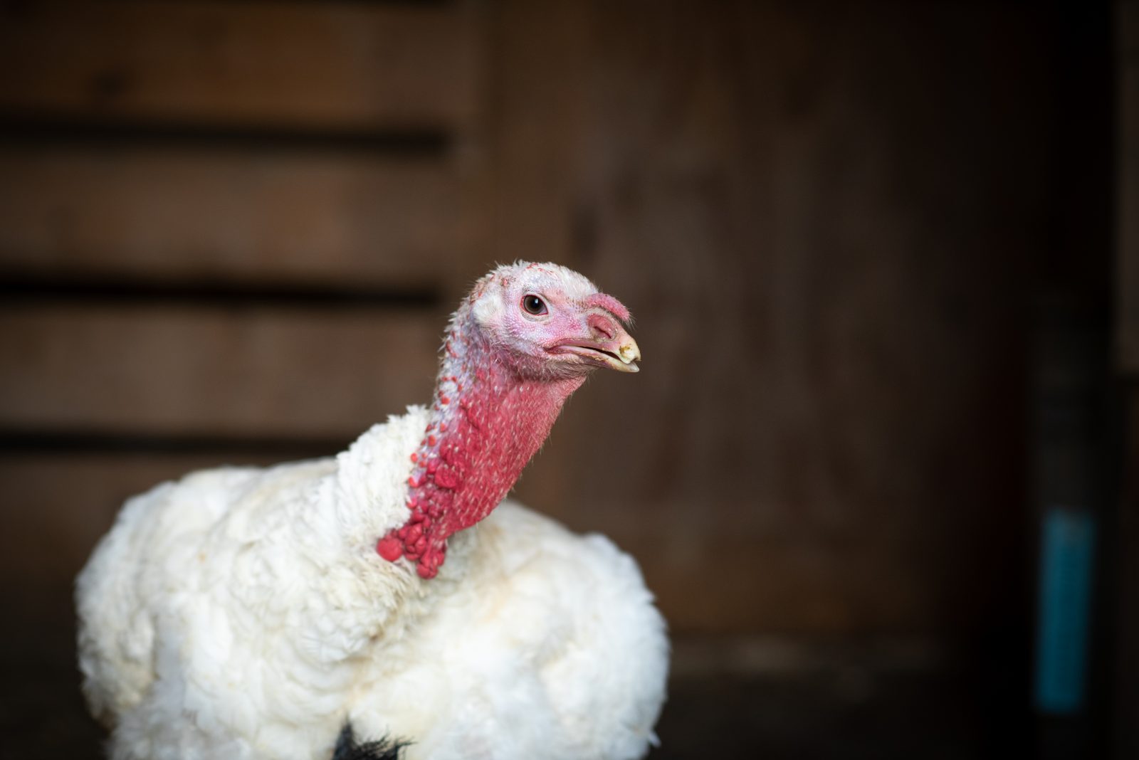 Tutu Turkey