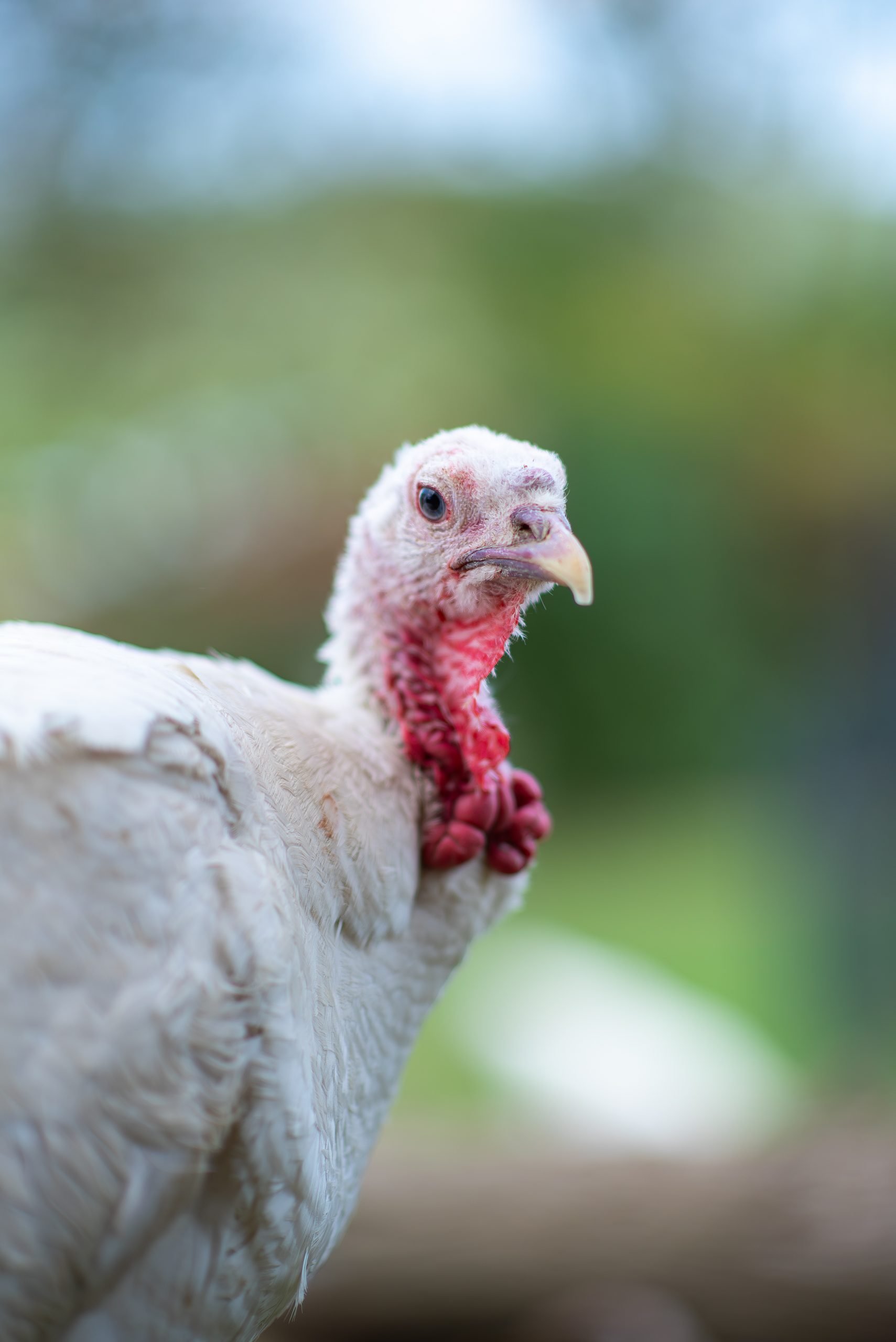 Rescued turkey Zuzu turns and looks at the camera at Farm Sanctuary