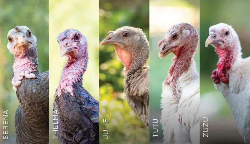 AAT Turkey Quiz