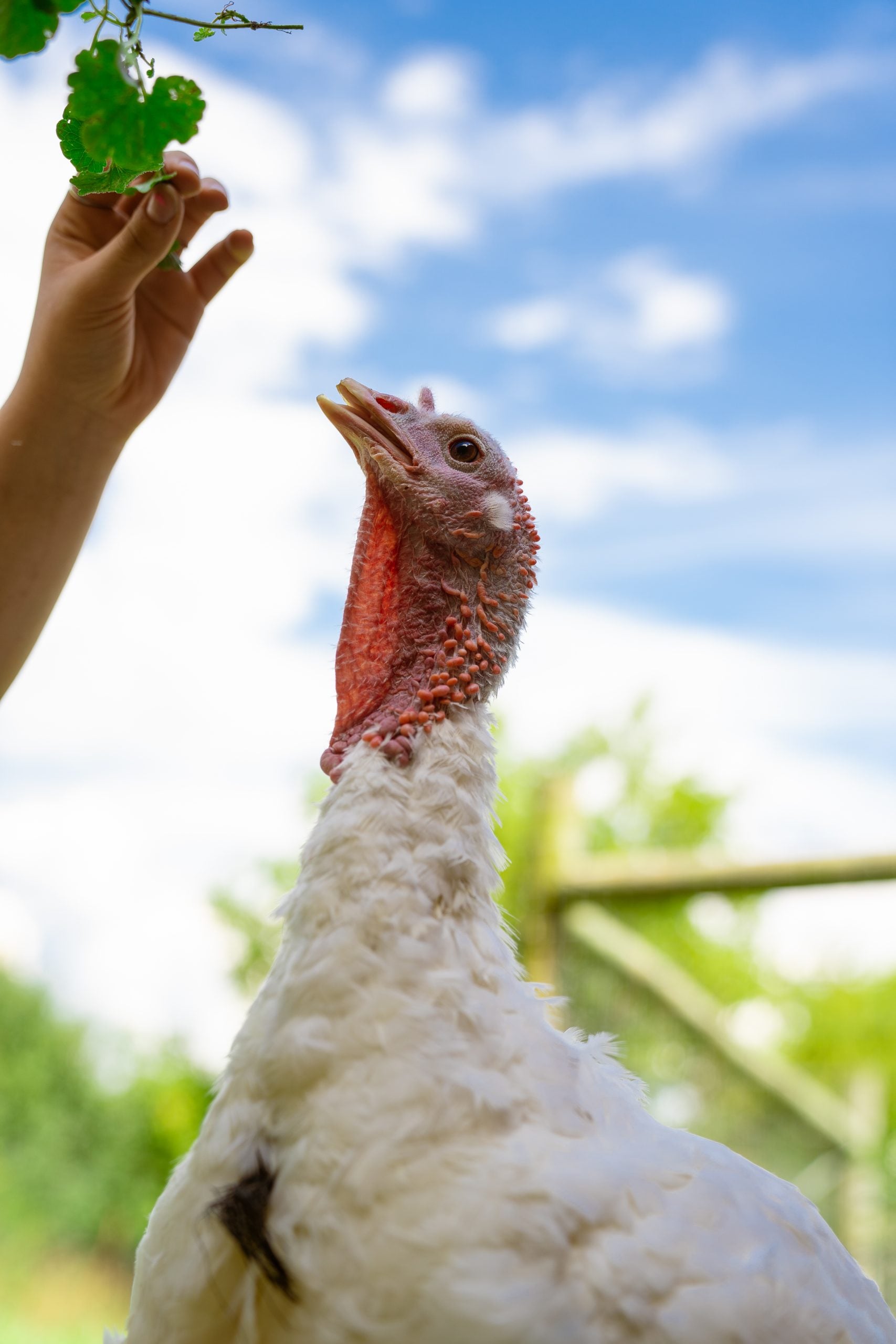 Rescue turkey Elsa reaches up toward leaf being handed to her