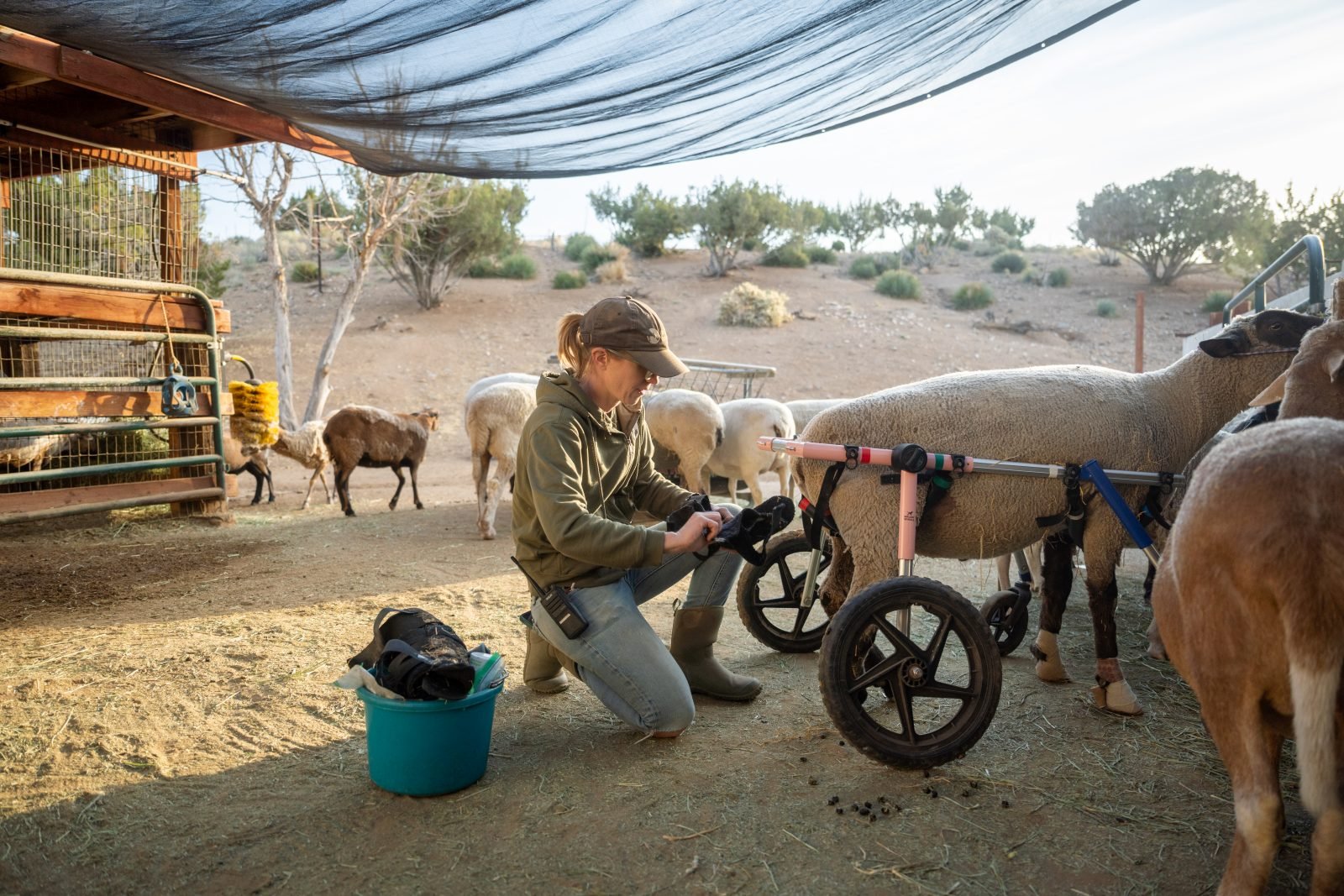 Farm Sanctuary staff Brooke Marshall cares for rescued sheep with mobility wheels on back legs