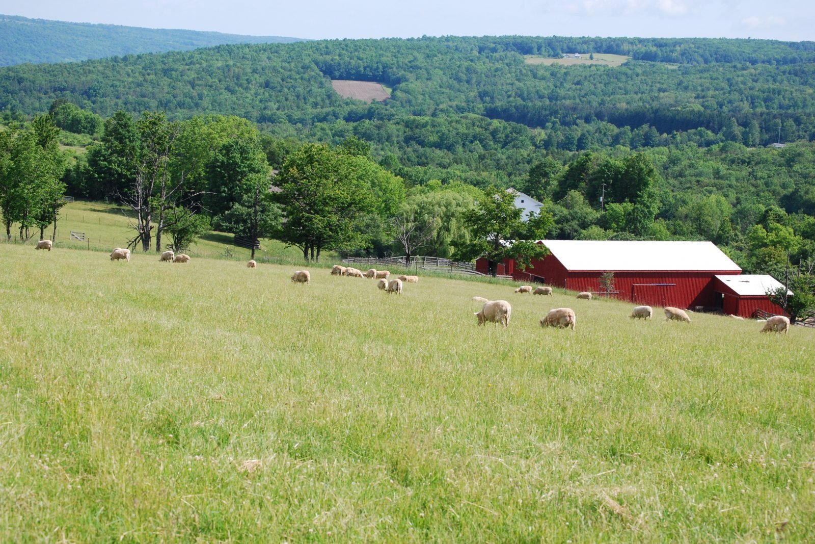 Rescued sheep graze in green pasture at Farm Sanctuary NY