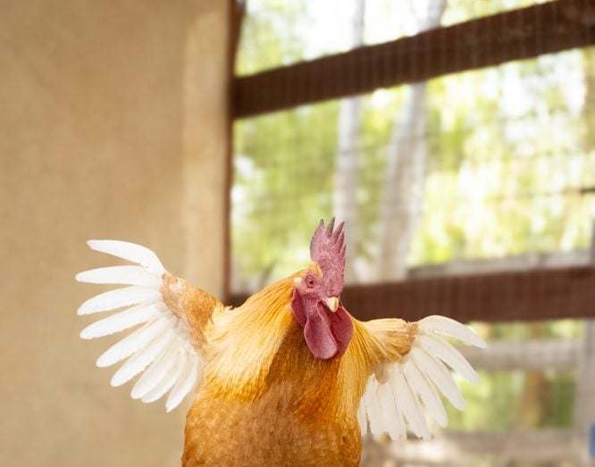 Rescued rooster Joe Boo jumps onto feed bowl with wings spread wide at Farm Sanctuary