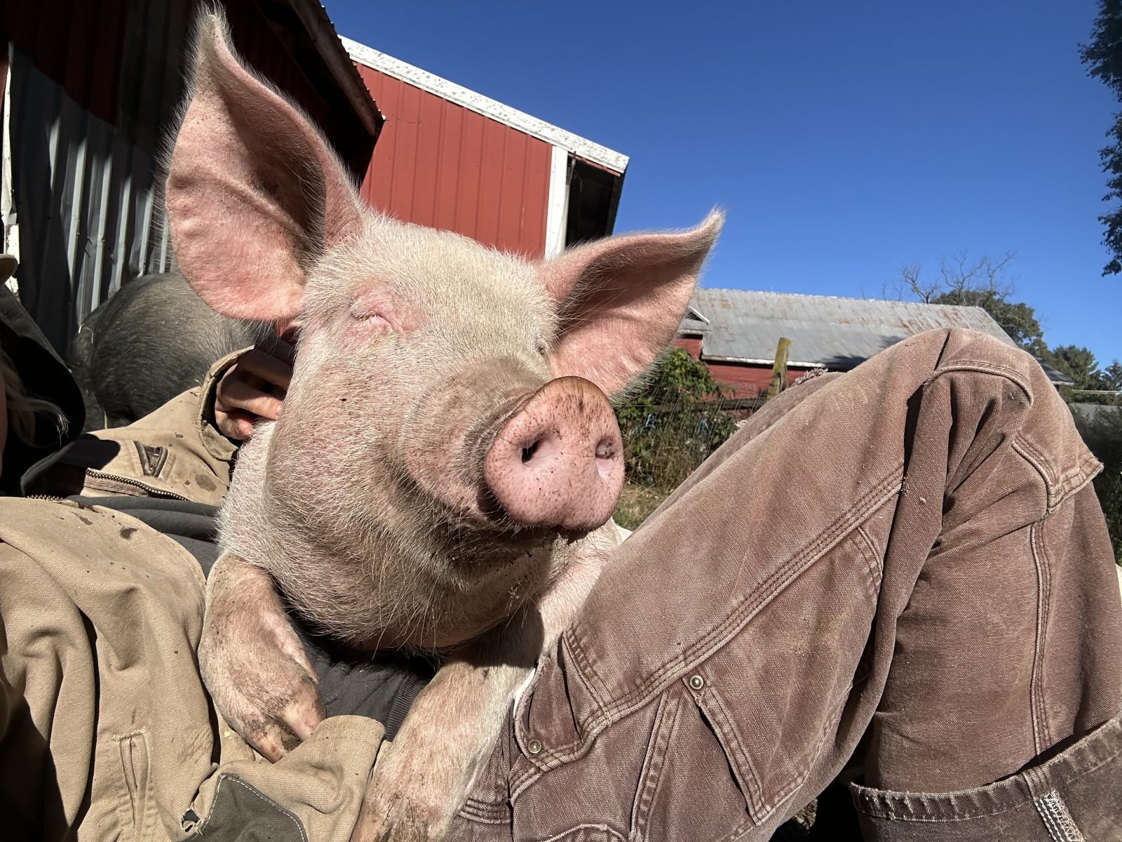 Rescue pig Duncan lies in the lap of one of his adopters