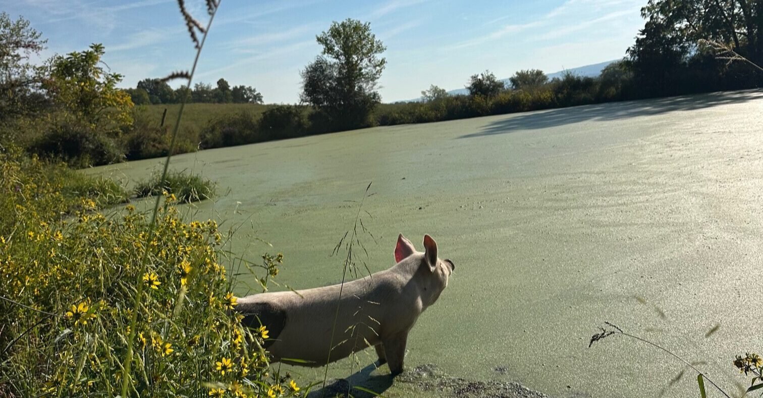 Pig Duncan stands in green pond under beautiful blue sky at rescue home