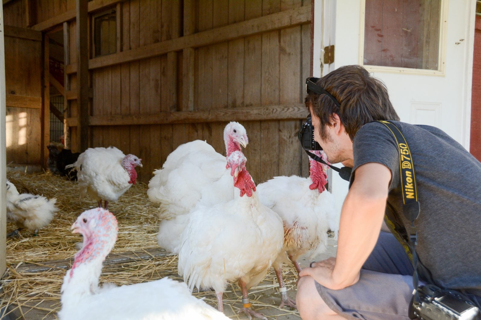Luke Hess taking photos of rescued turkeys in barn at Farm Sanctuary Luke Hess taking photos of rescued turkeys in barn at Farm Sanctuary