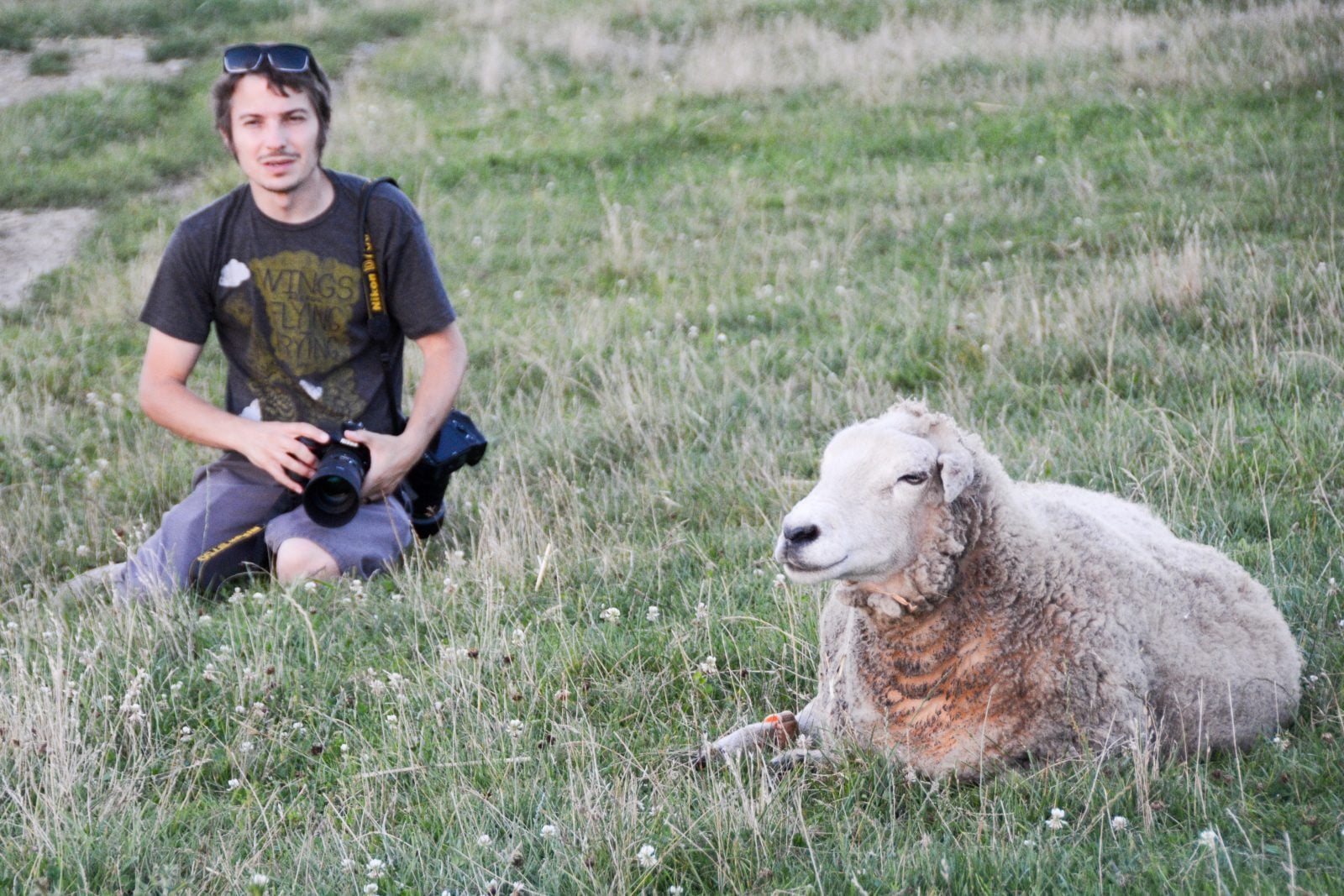 Photographer Luke Hess sits with rescued sheep in pasture at Farm Sanctuary