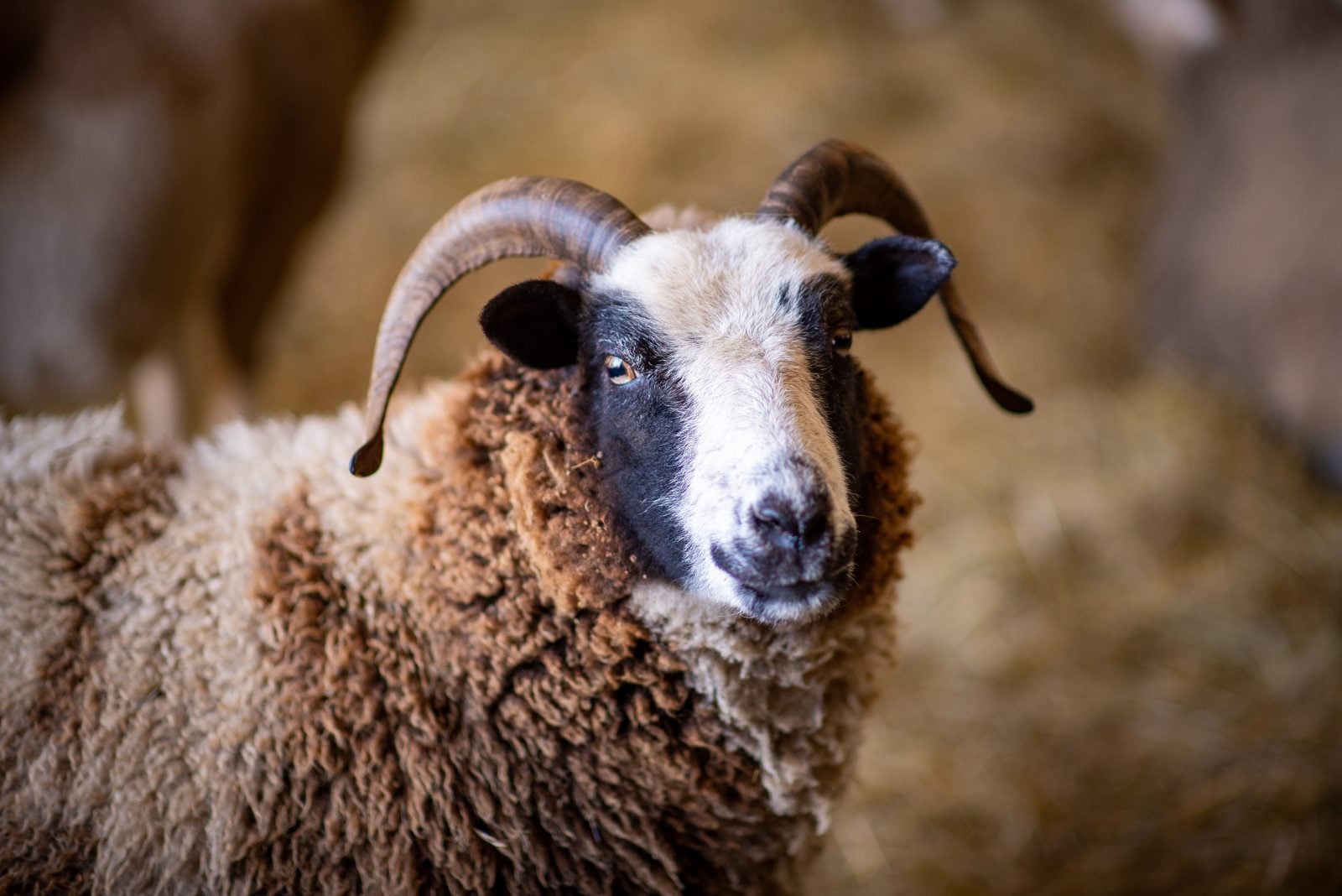 Portrait of rescued sheep Sarah at Farm Sanctuary
