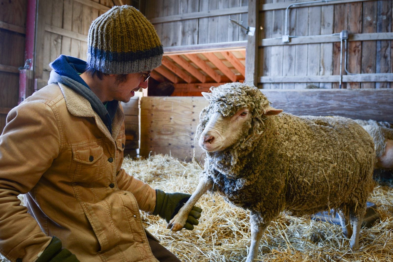 Staff Luke Hess holds hoof of rescued sheep Grace in barn at Farm Sanctuary