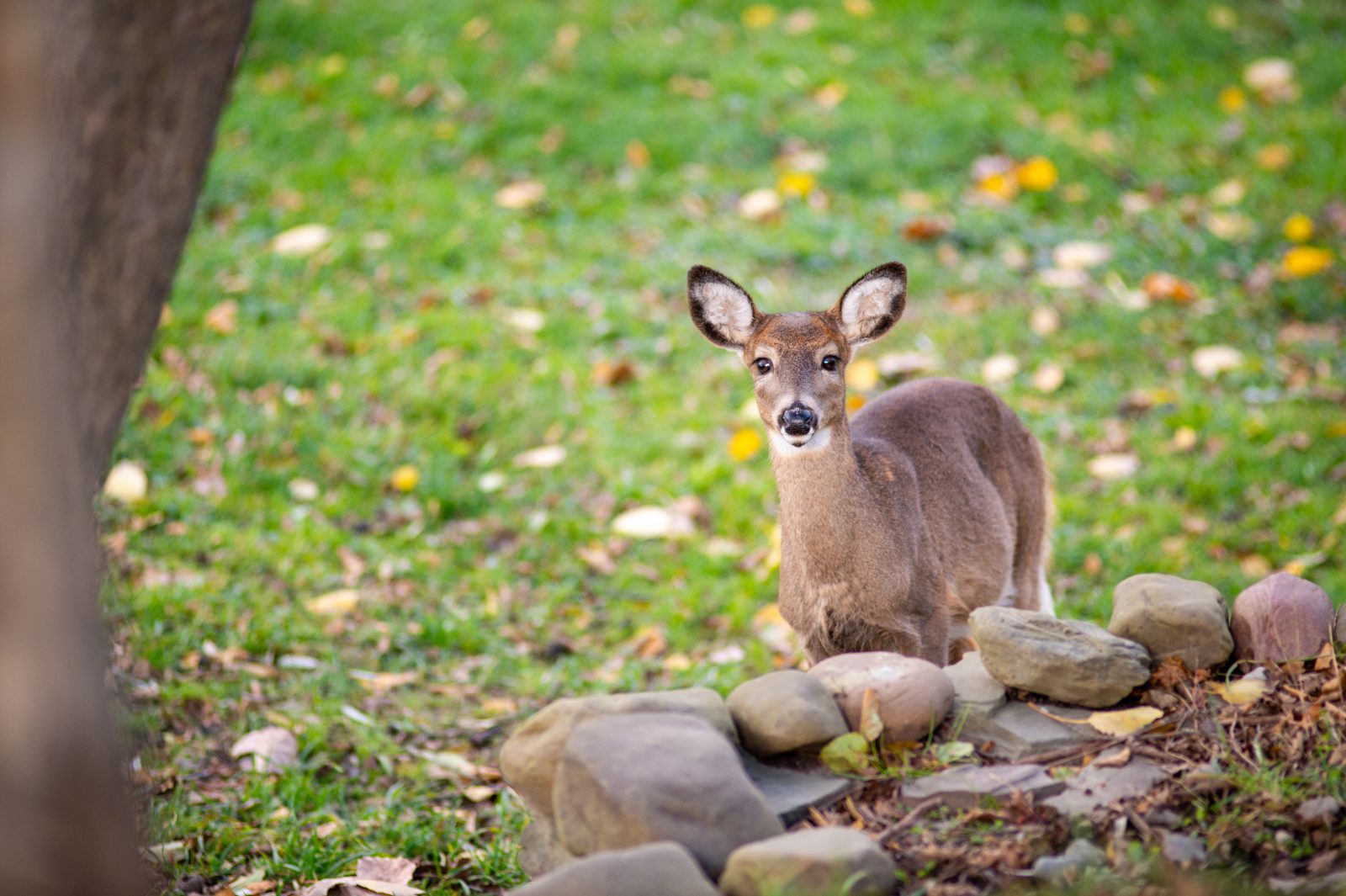 Wild deer visits pasture at Farm Sanctuary