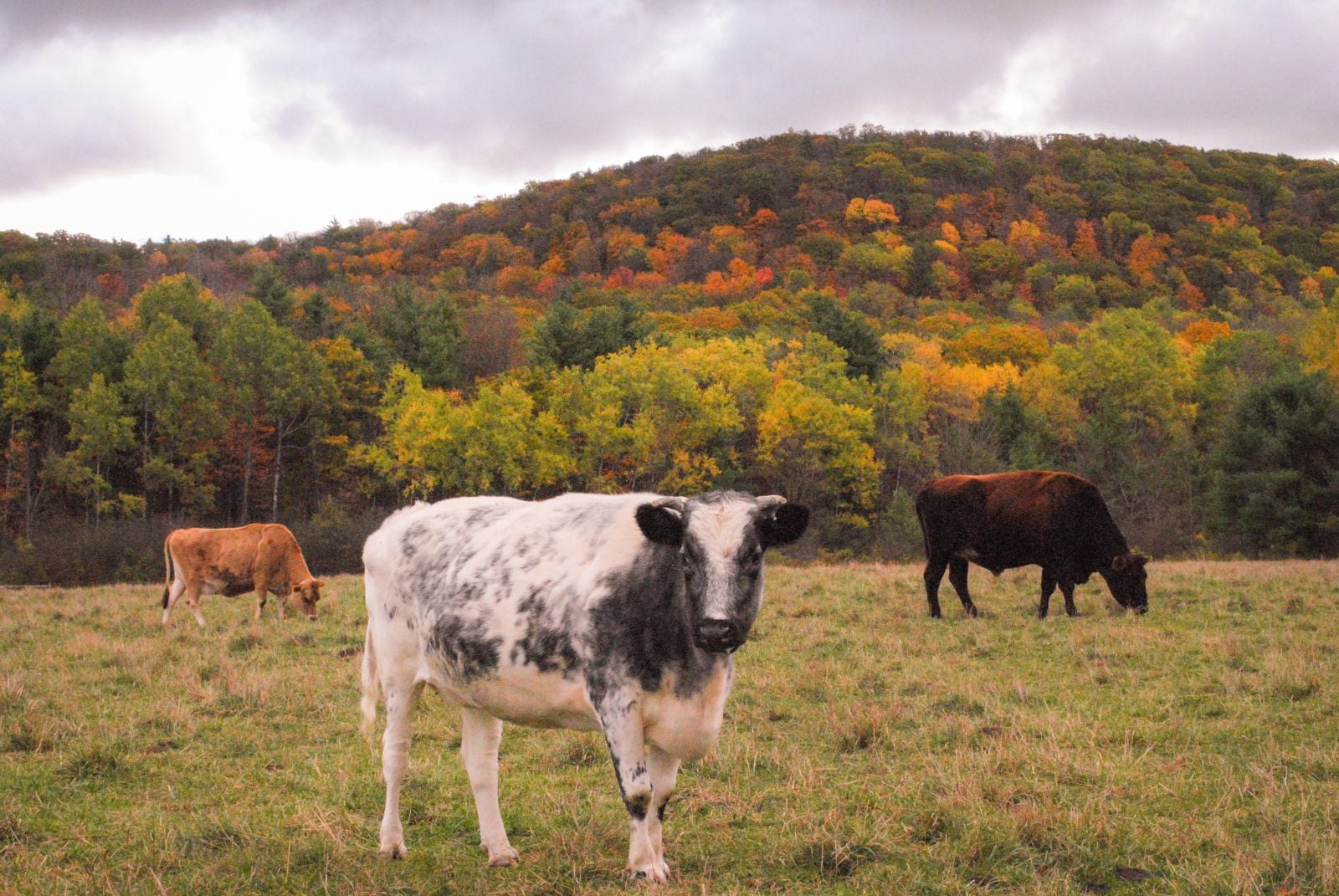 Three rescued cows stand in pasture at Farm Sanctuary, with bright fall trees in background
