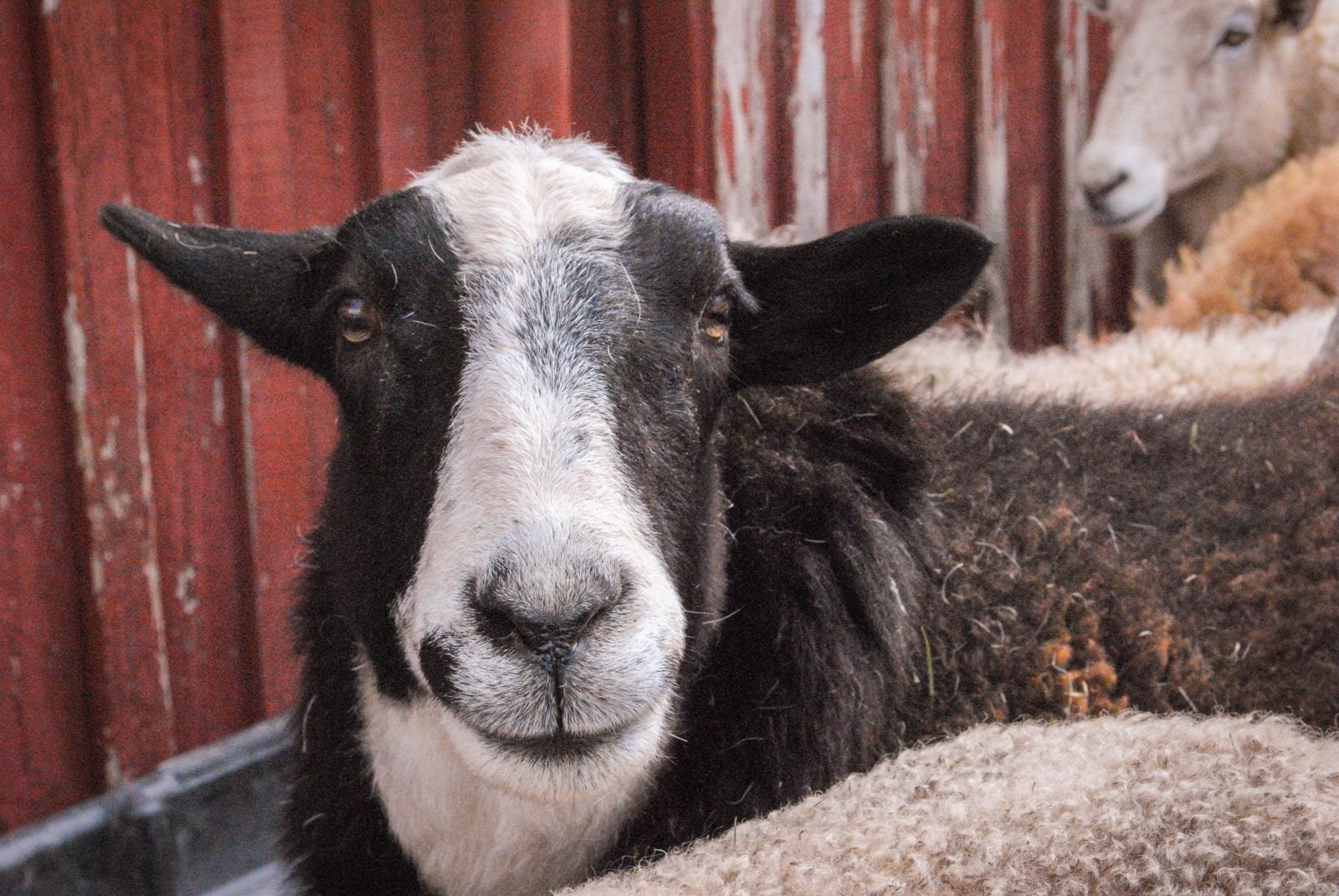 Portrait of rescued sheep in front of red barn at Farm Sanctuary