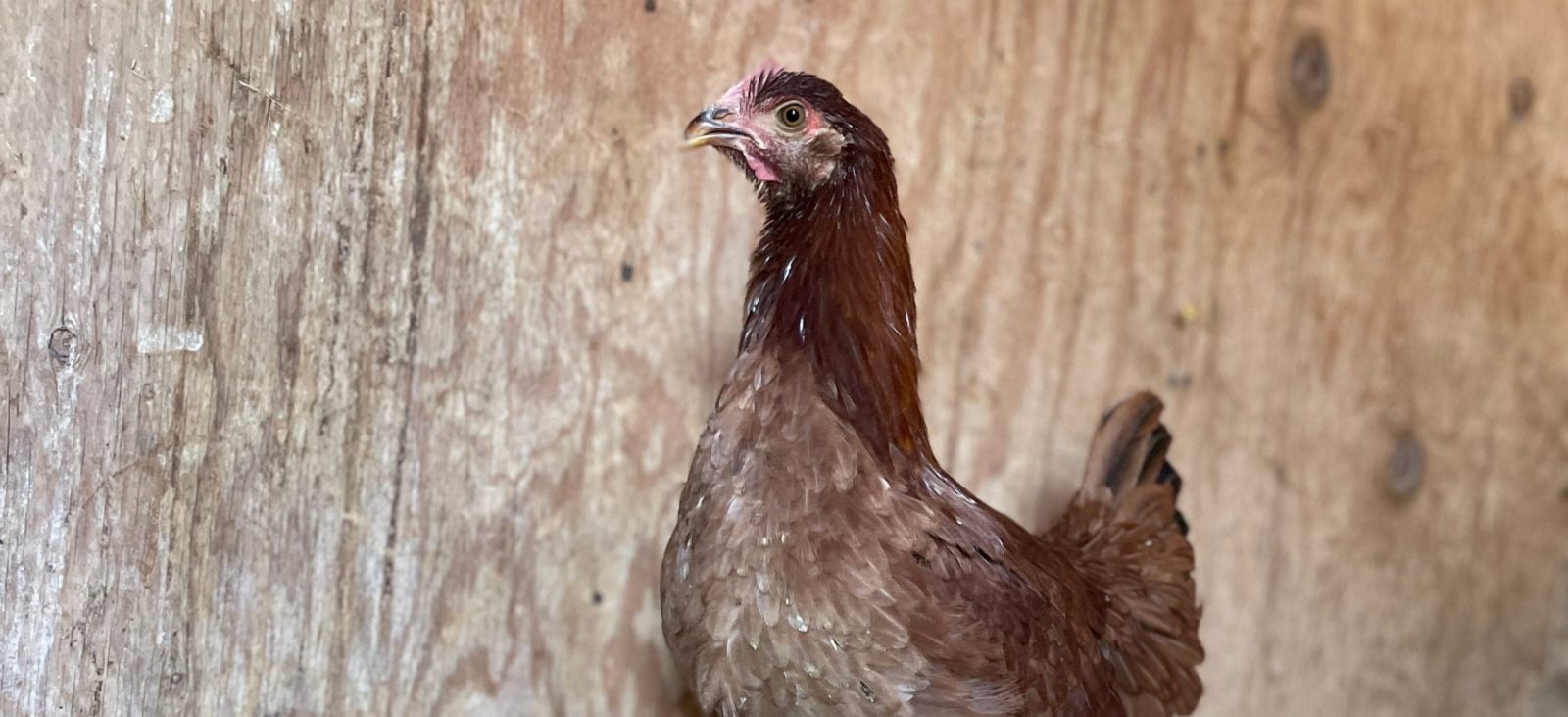 Rescued hen Billie Eilish stands in hay in barn at Farm Sanctuary