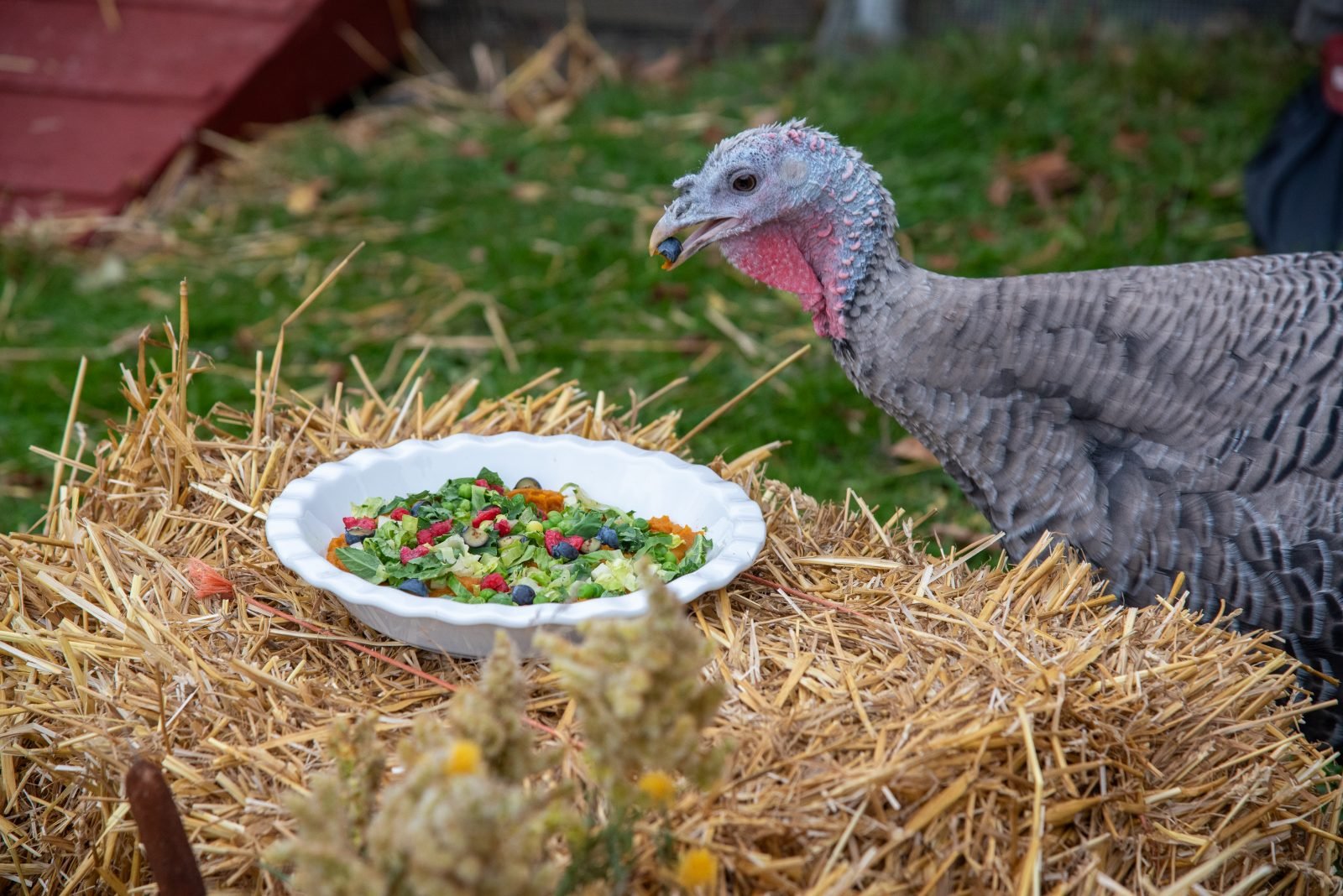 Rescued turkey eats blueberry from bowl of fall salad at Farm Sanctuary's Celebration for the Turkeys event