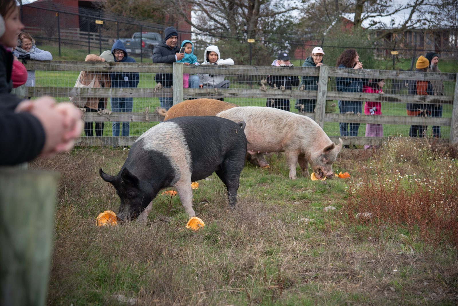 Rescued pigs enjoy pumpkins in pasture at Farm Sanctuary