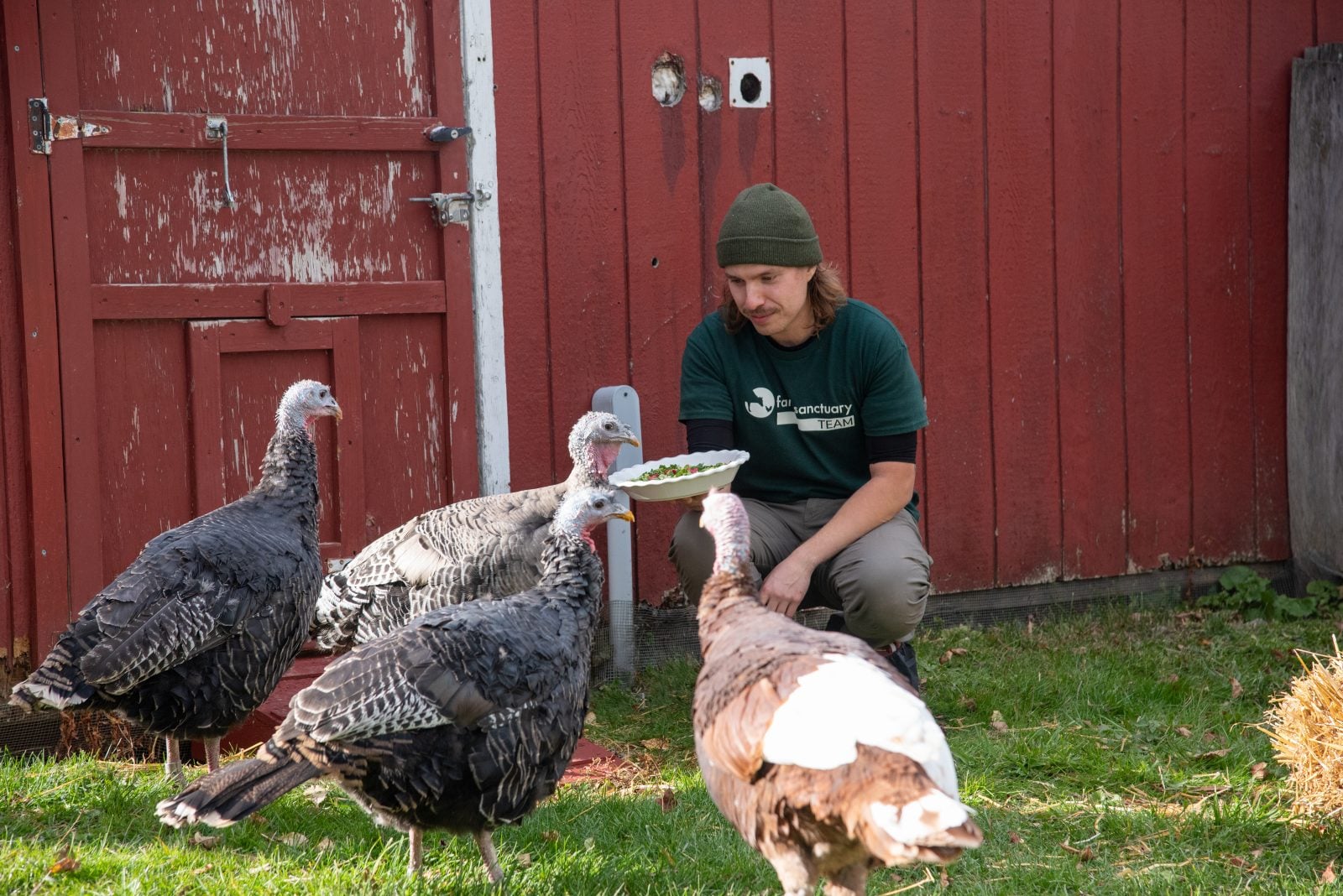 Staff member holds out bowl of food to four rescued turkeys at Farm Sanctuary