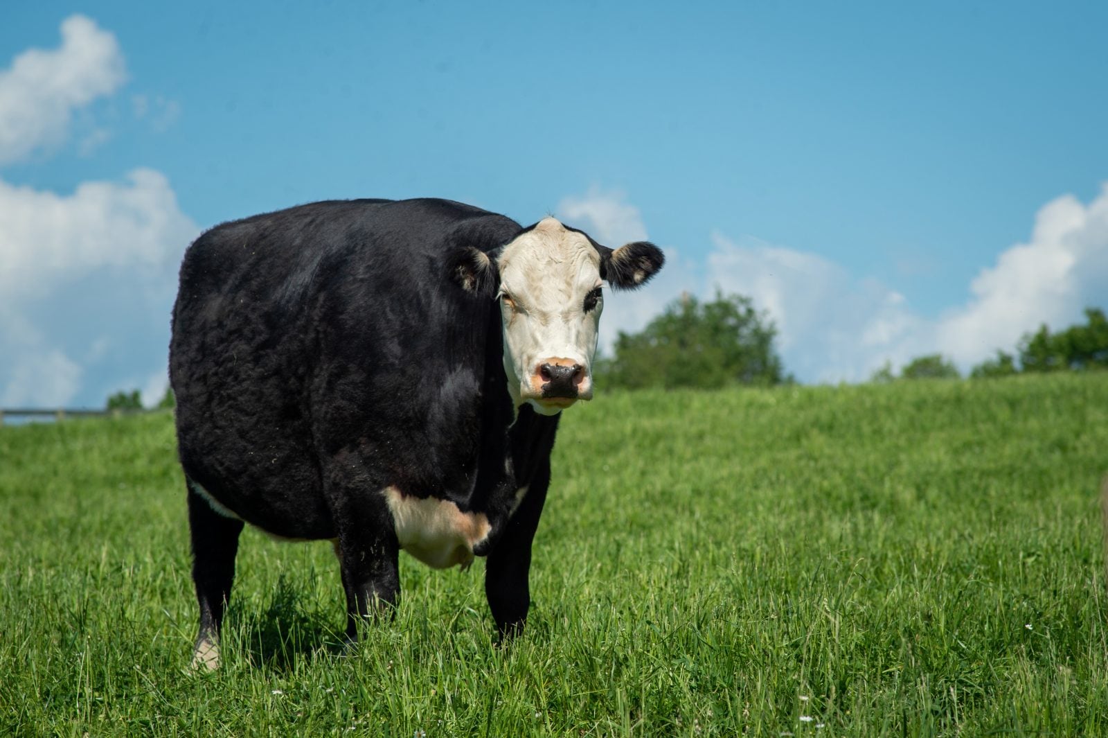 Rescued steer Frank stands in green pasture under bright blue sky at Farm Sanctuary