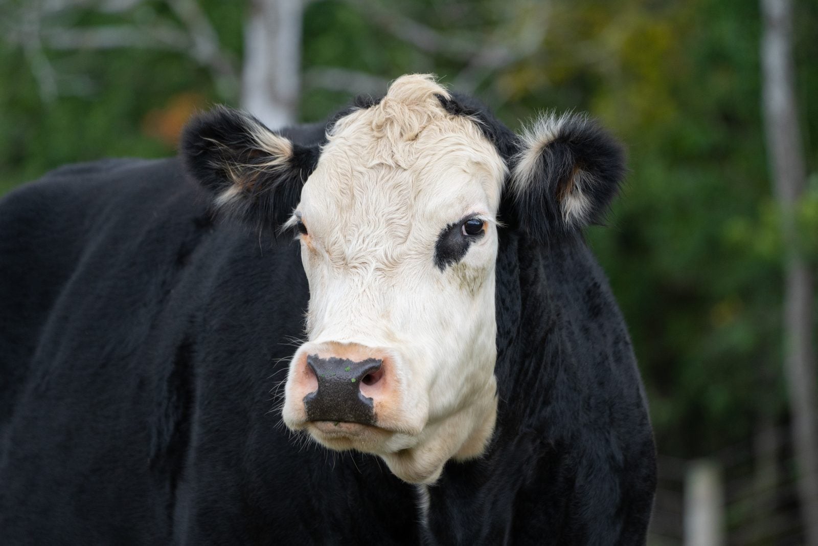 Rescued steer Frank in front of trees at Farm Sanctuary