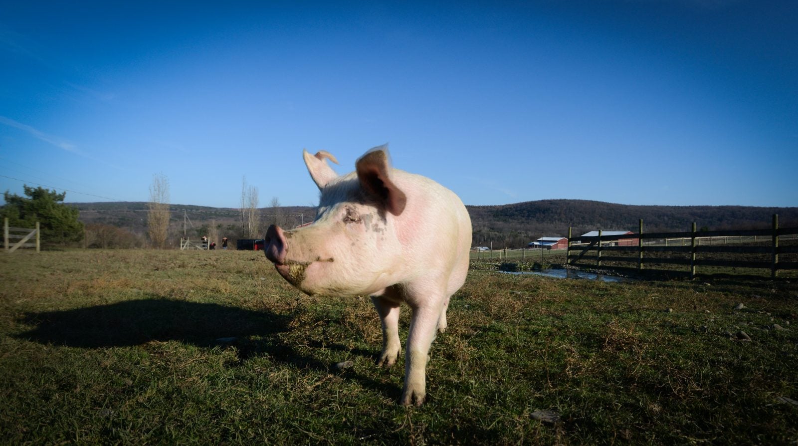 Rescued pig Julia stands in pasture under blue sky at Farm Sanctuary