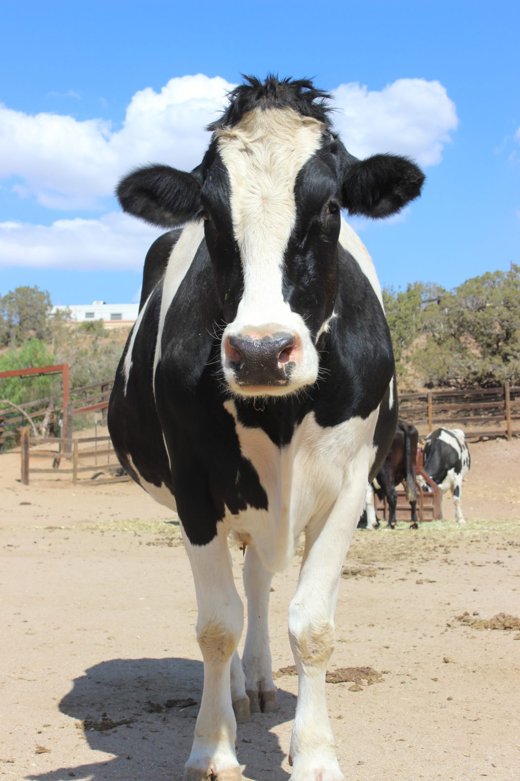 Rescued steer Safran stands in pasture at Farm Sanctuary CA